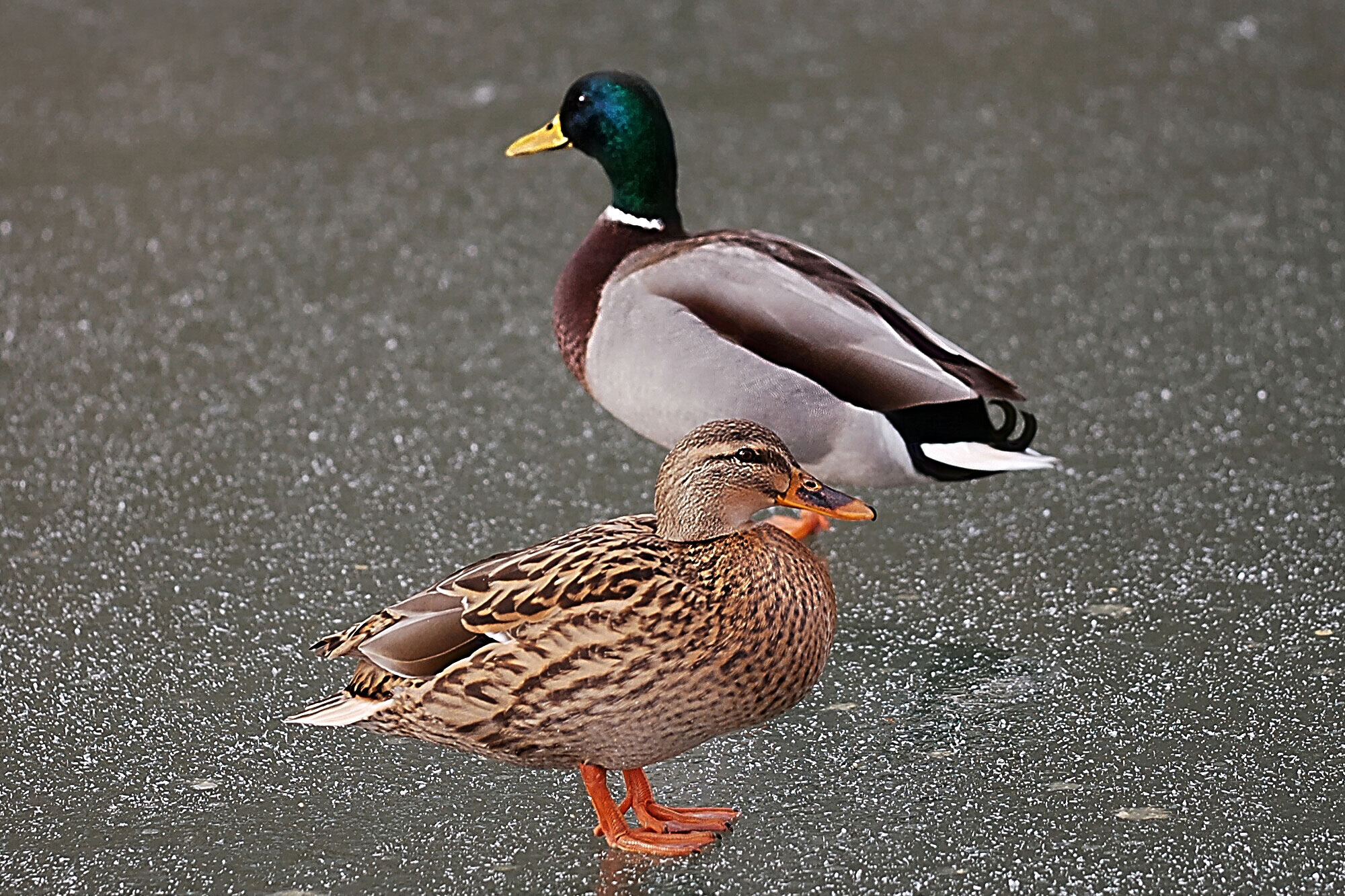 Stockenten Weibchen und Männchen auf zugefrorenem See | © Norbert Steffan