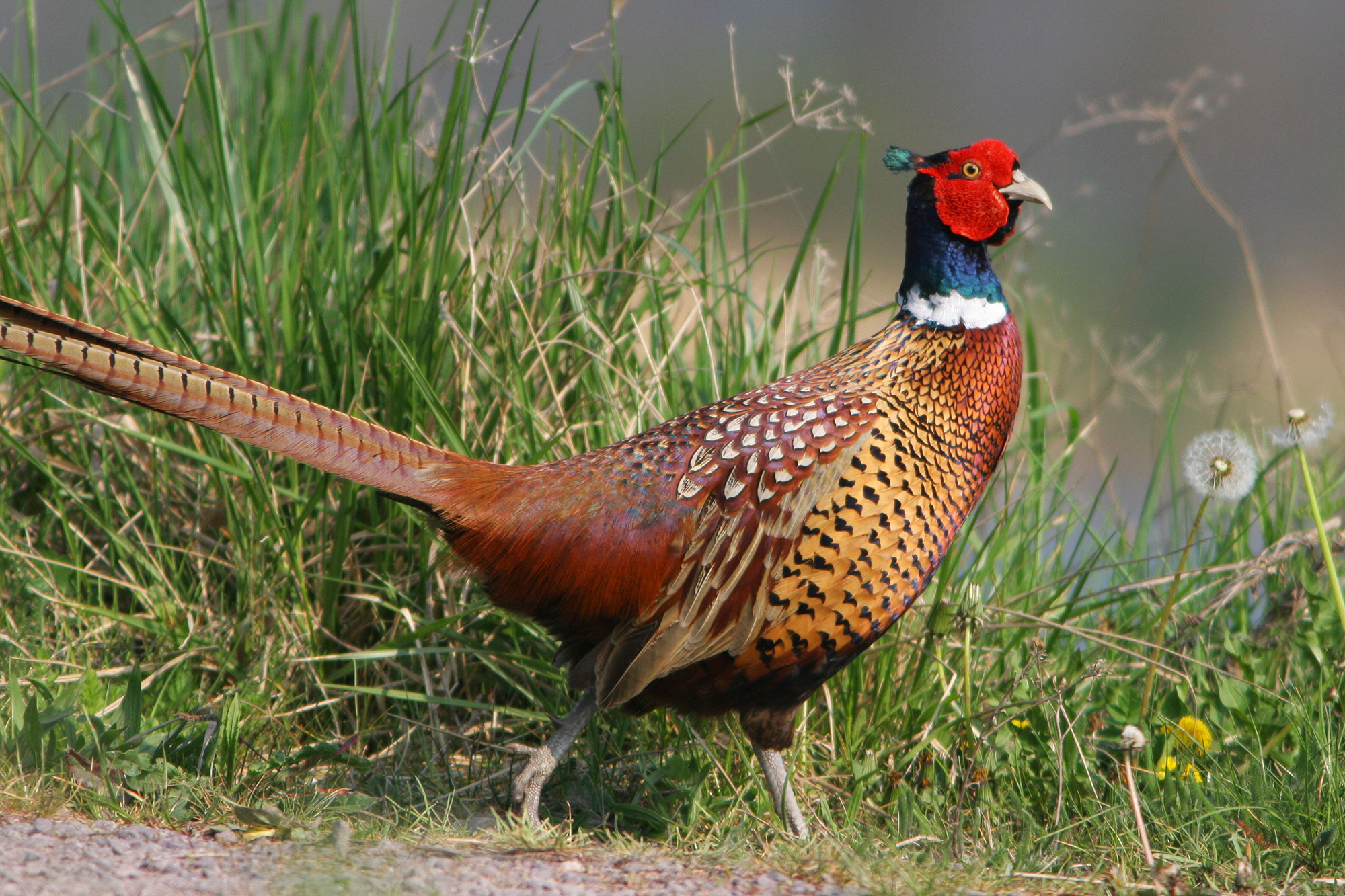 Fasan - LBV - Gemeinsam Bayerns Natur schützen