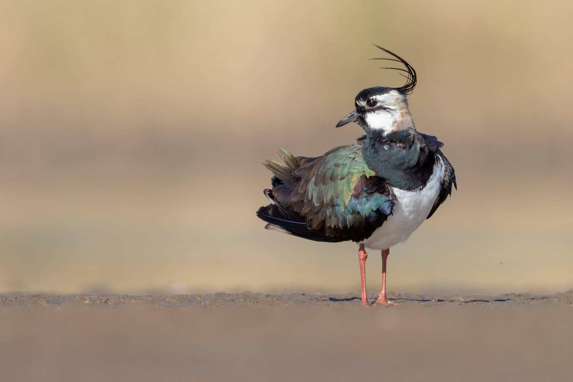 Kiebitz auf Feld | © Gunther Zieger