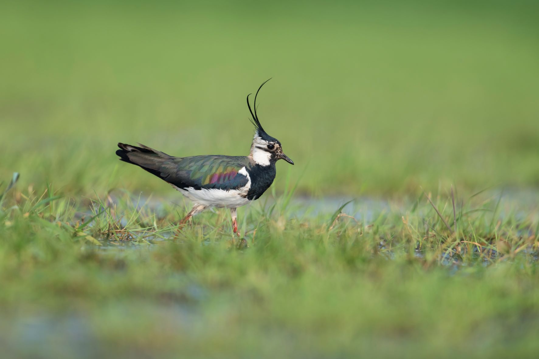 Kiebitz läuft über feuchte Wiese | © Christoph Bosch