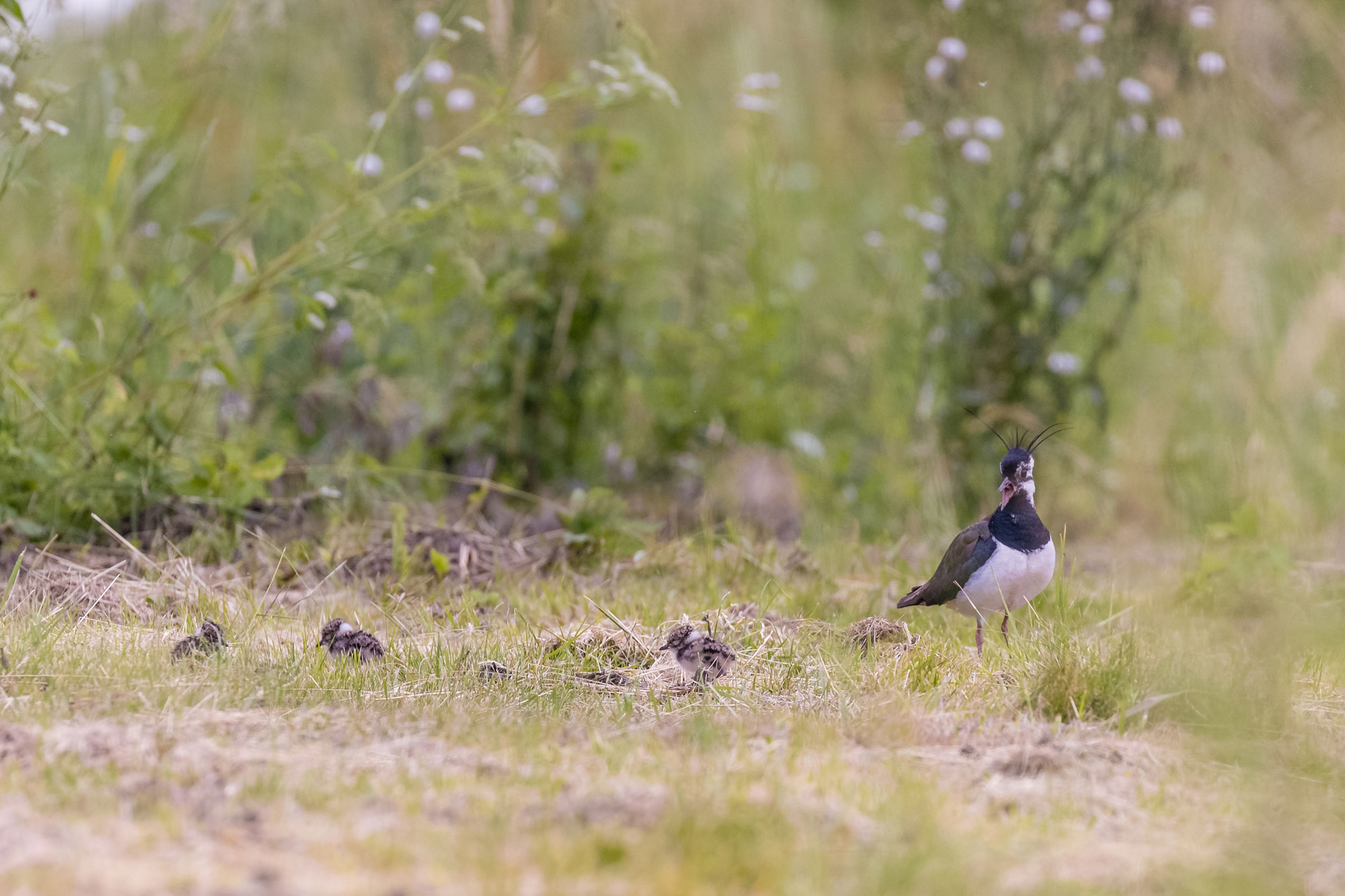 Kiebitz mit Jungen | © Andreas Hartl