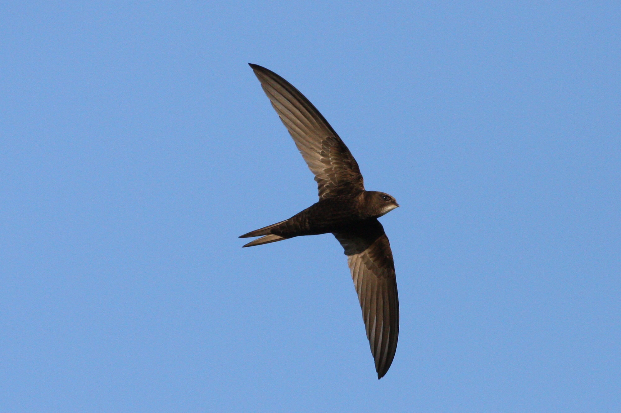 Mauersegler - LBV - Gemeinsam Bayerns Natur schützen - LBV