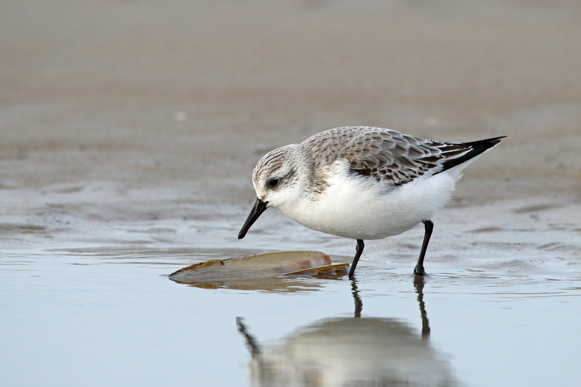 Sanderling  auf Wattboden | © Frank Derer