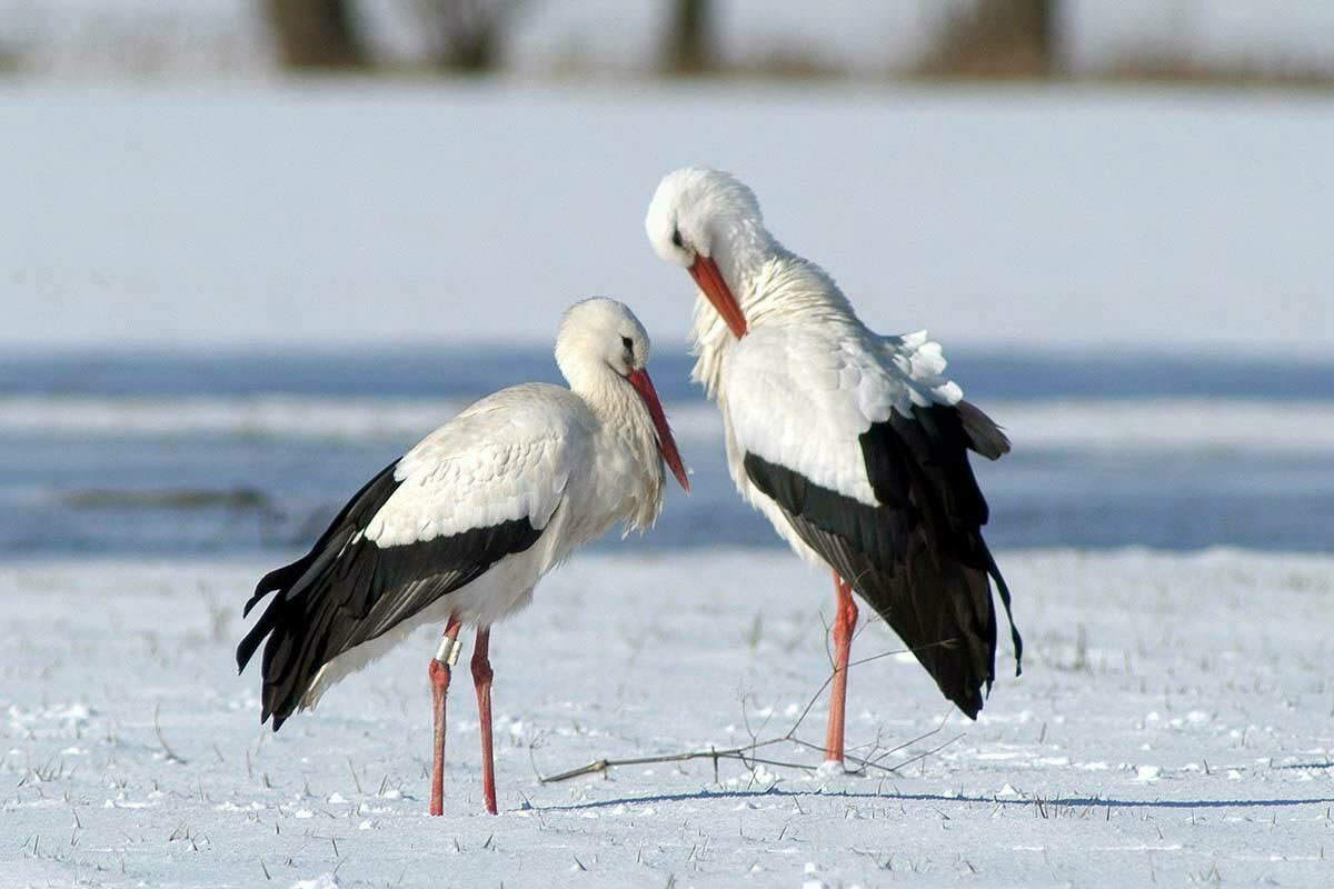 Immer wieder sind Störche auch im Winter in Bayern. Einzeltiere nicht füttern, sondern dem LBV melden!