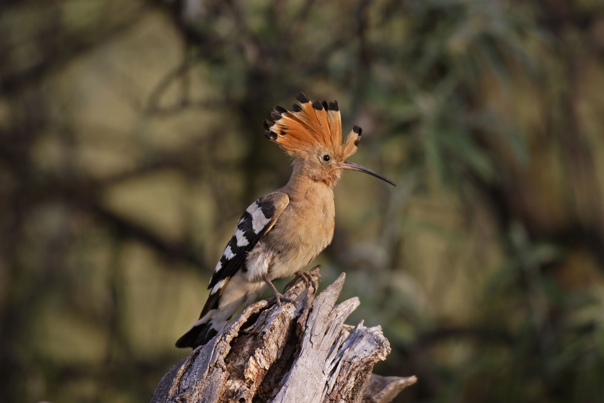 Vogelbeobachtung: Ausruestung, Bestimmungshilfen und Tipps