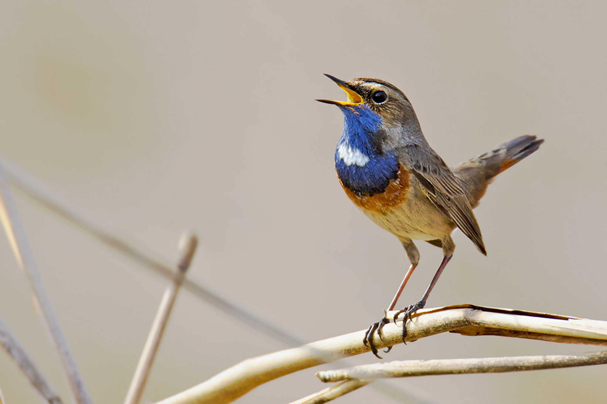 Warum singen Vögel eigentlich? - LBV