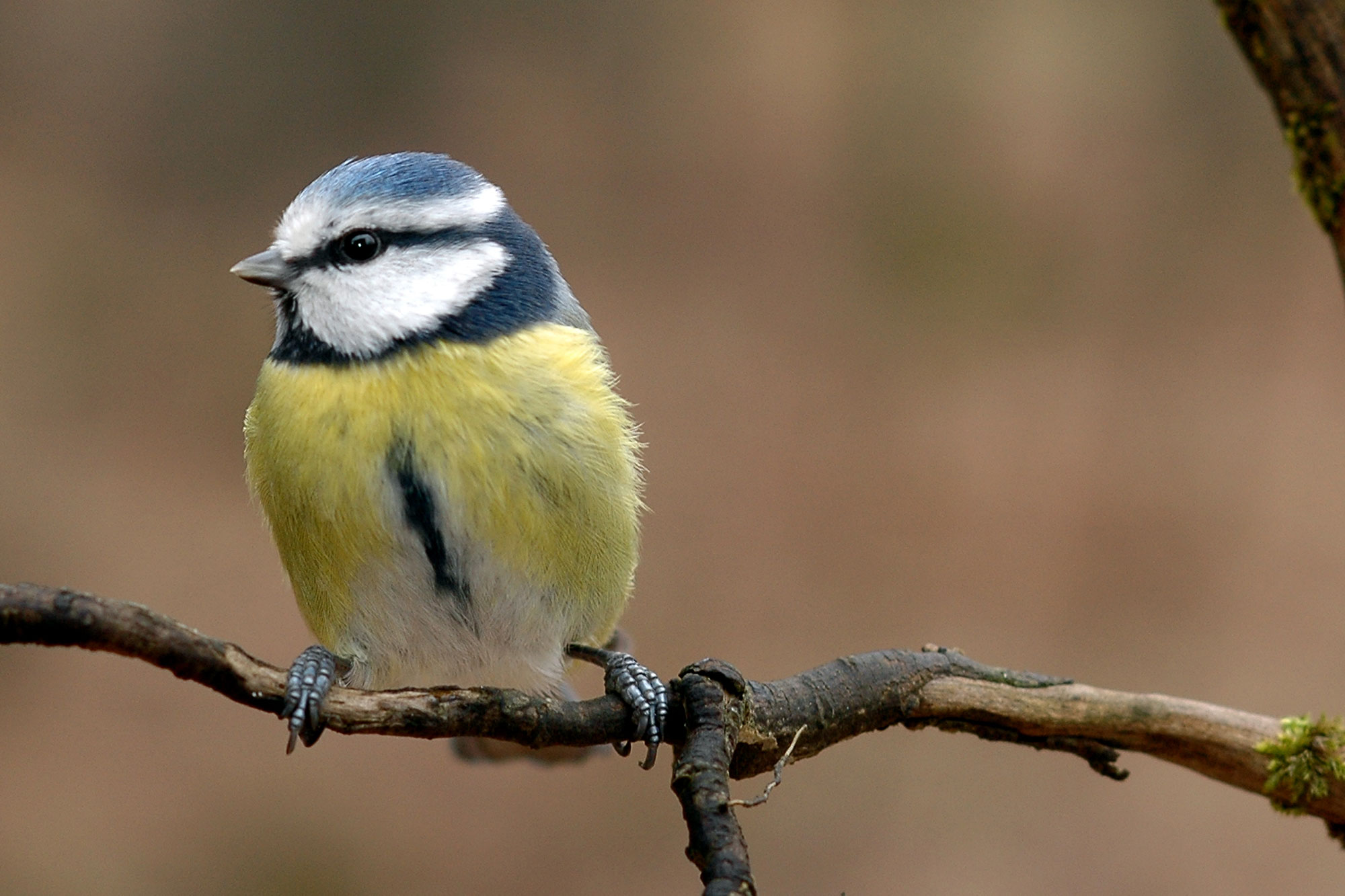 Steckbriefe Von Vogeln Pflanzen Und Saugetieren Lbv Gemeinsam Bayerns Natur Schutzen Seite 3