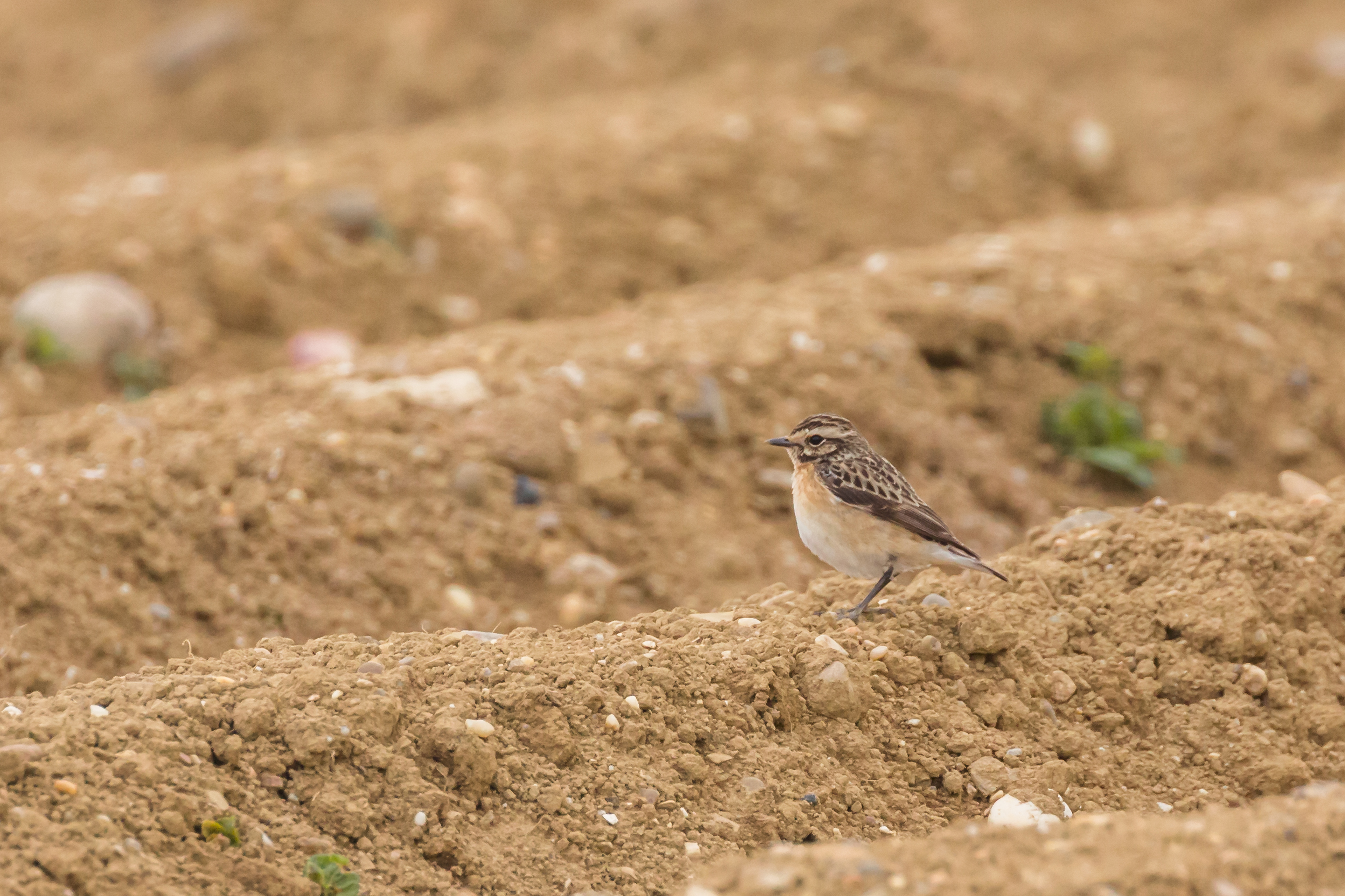 Braunkehlchen   | © Ralph Sturm