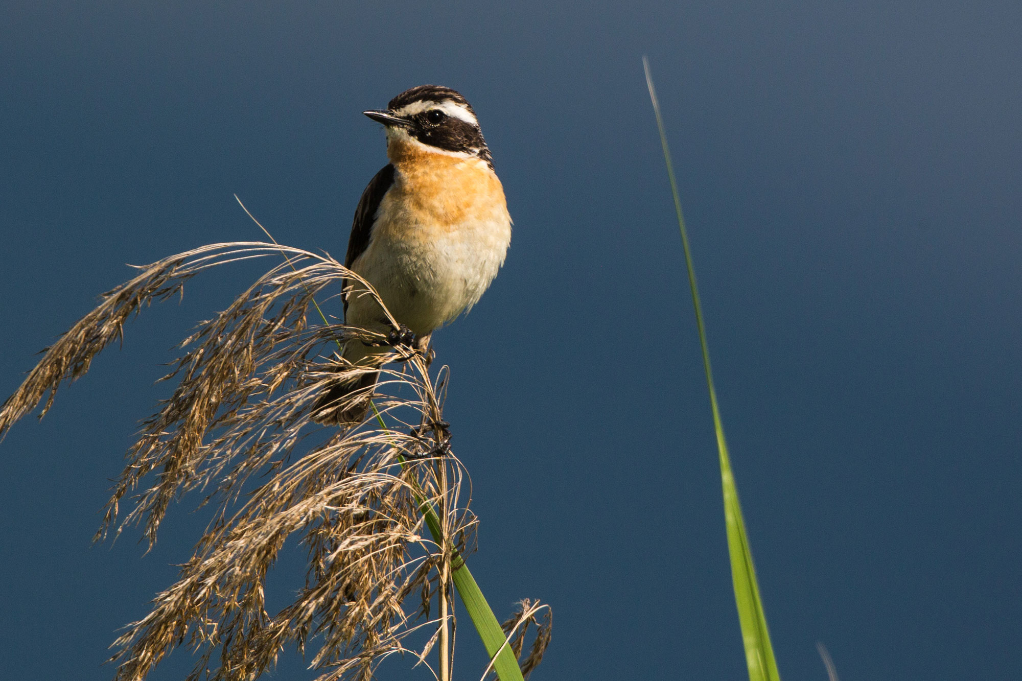 Braunkehlchen | © Andreas Hartl