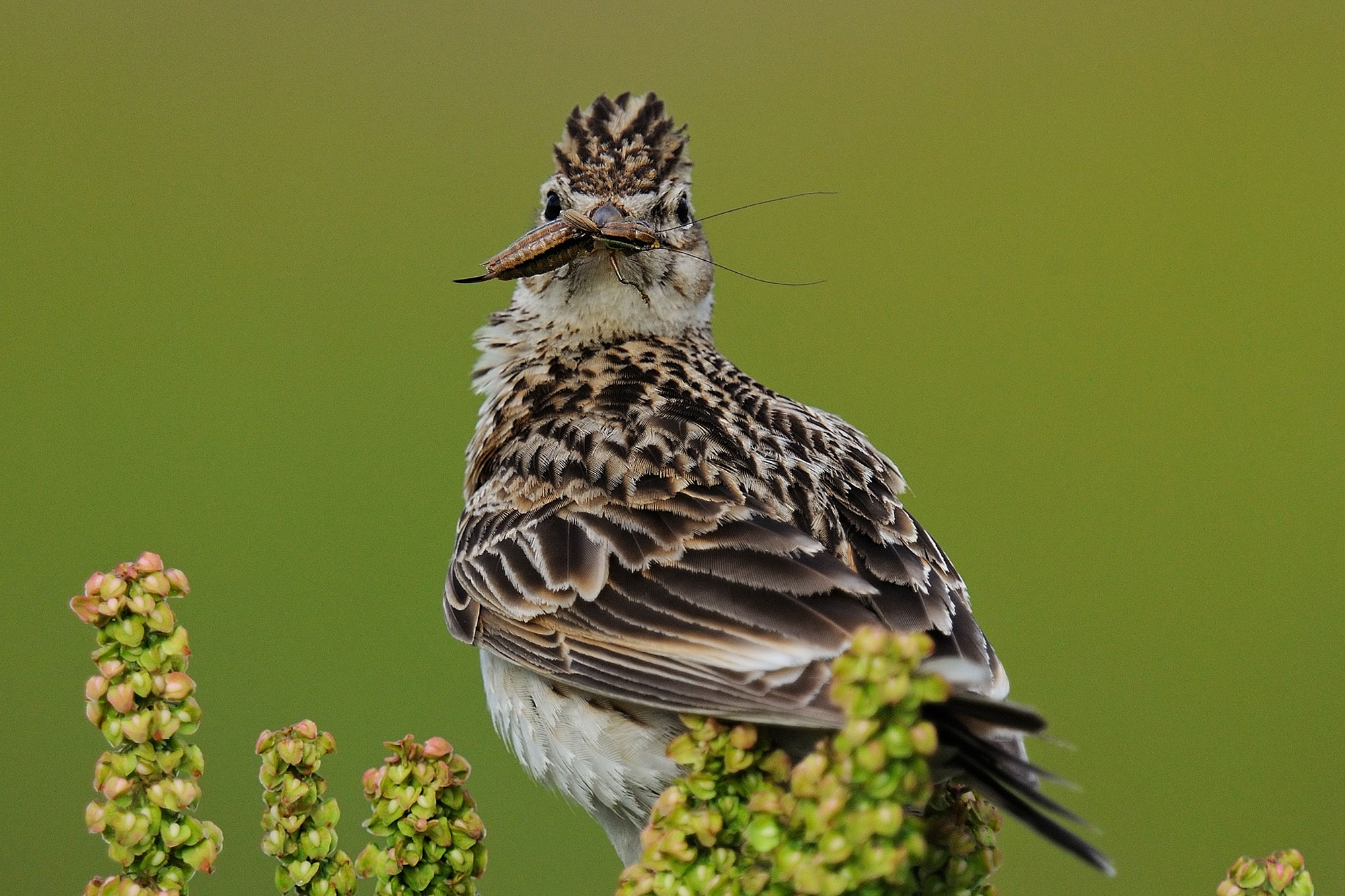 Volksbegehren Artenvielfalt - Worum es geht und was Sie tun können! - LBV -  Gemeinsam Bayerns Natur schützen