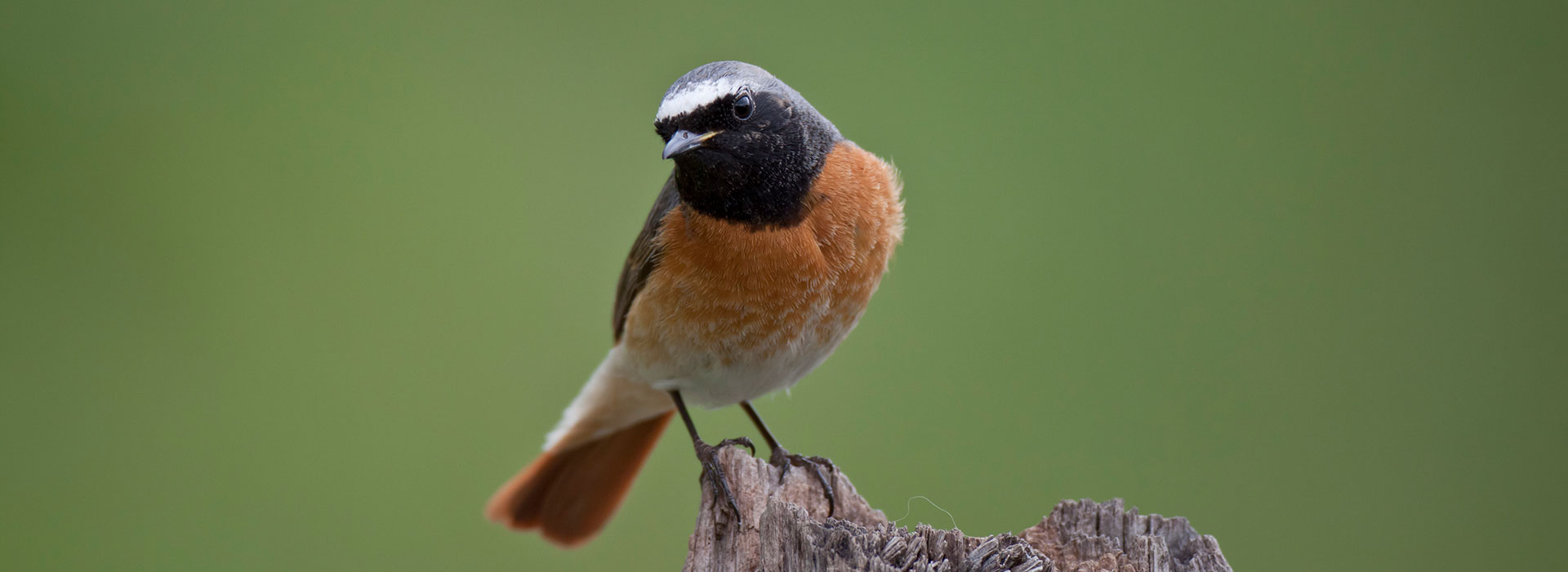 Gartenrotschwanzmännchen | | © Marcus Bosch