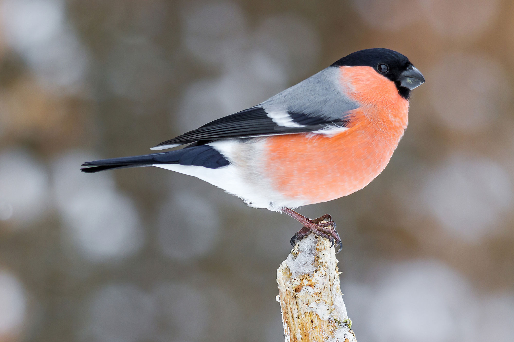 Gimpel Oder Dompfaff Lbv Gemeinsam Bayerns Natur Schutzen