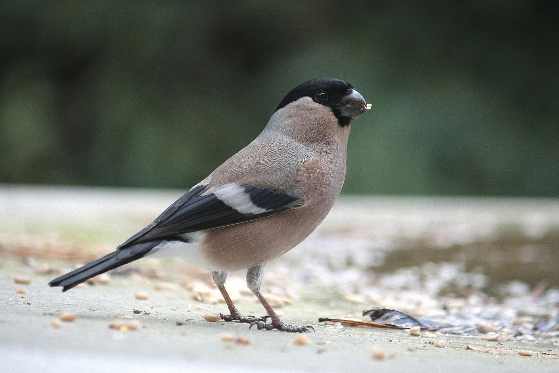 Gimpel Oder Dompfaff Lbv Gemeinsam Bayerns Natur Schutzen