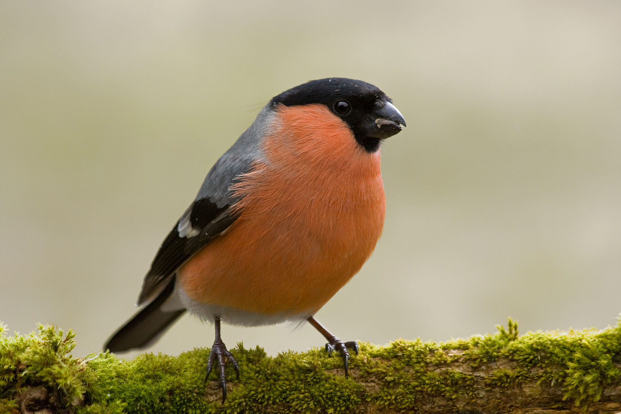 Gimpel Oder Dompfaff Lbv Gemeinsam Bayerns Natur Schutzen