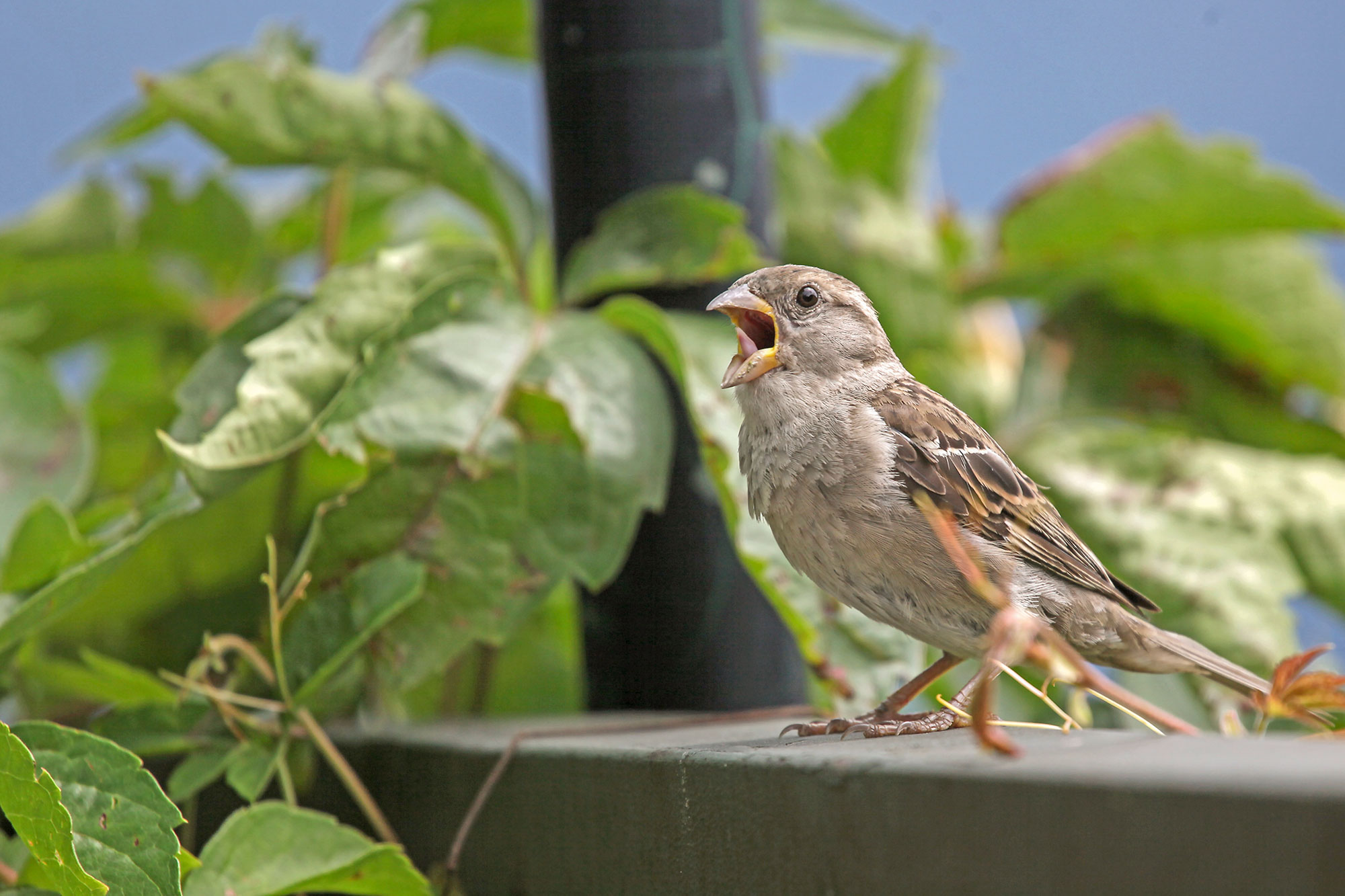 Das pfeifen die Spatzen von den Dächern - Fragen an den Vogelprofi.