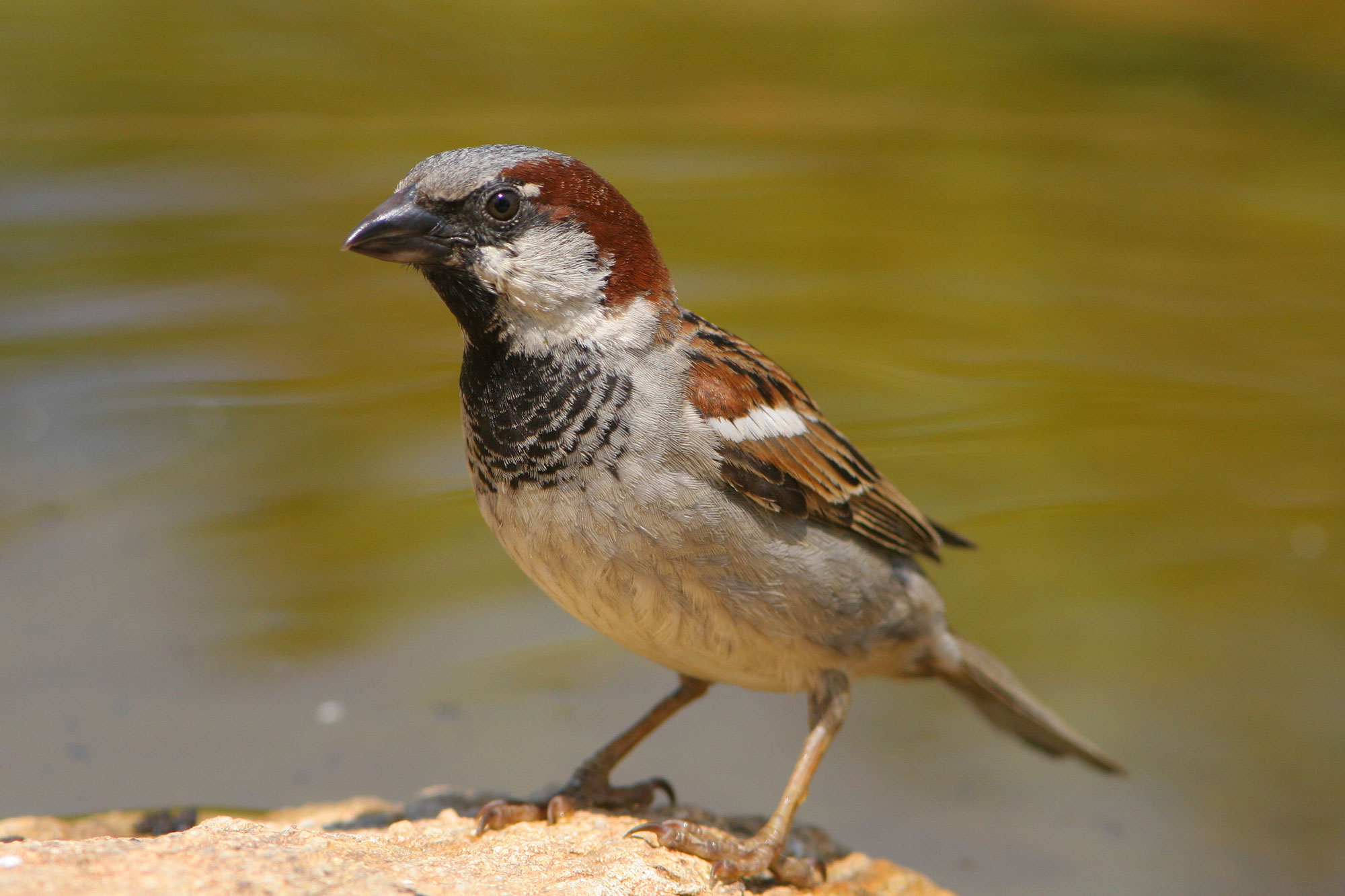 Haussperling oder auch Spatz auf Stein am Wasser | © Zdenek Tunka