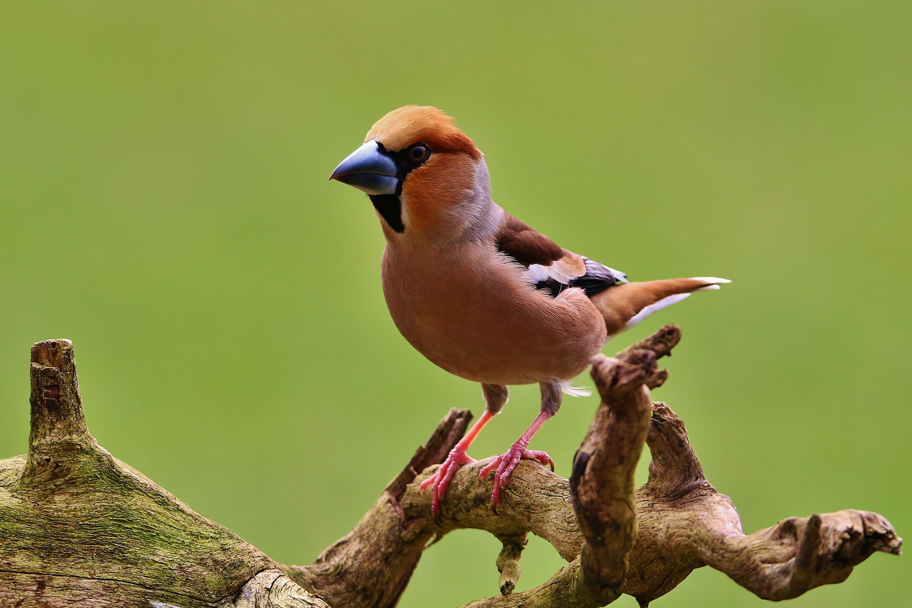 LBV Gemeinsam Bayerns Natur schützen LBV Gemeinsam Bayerns Natur