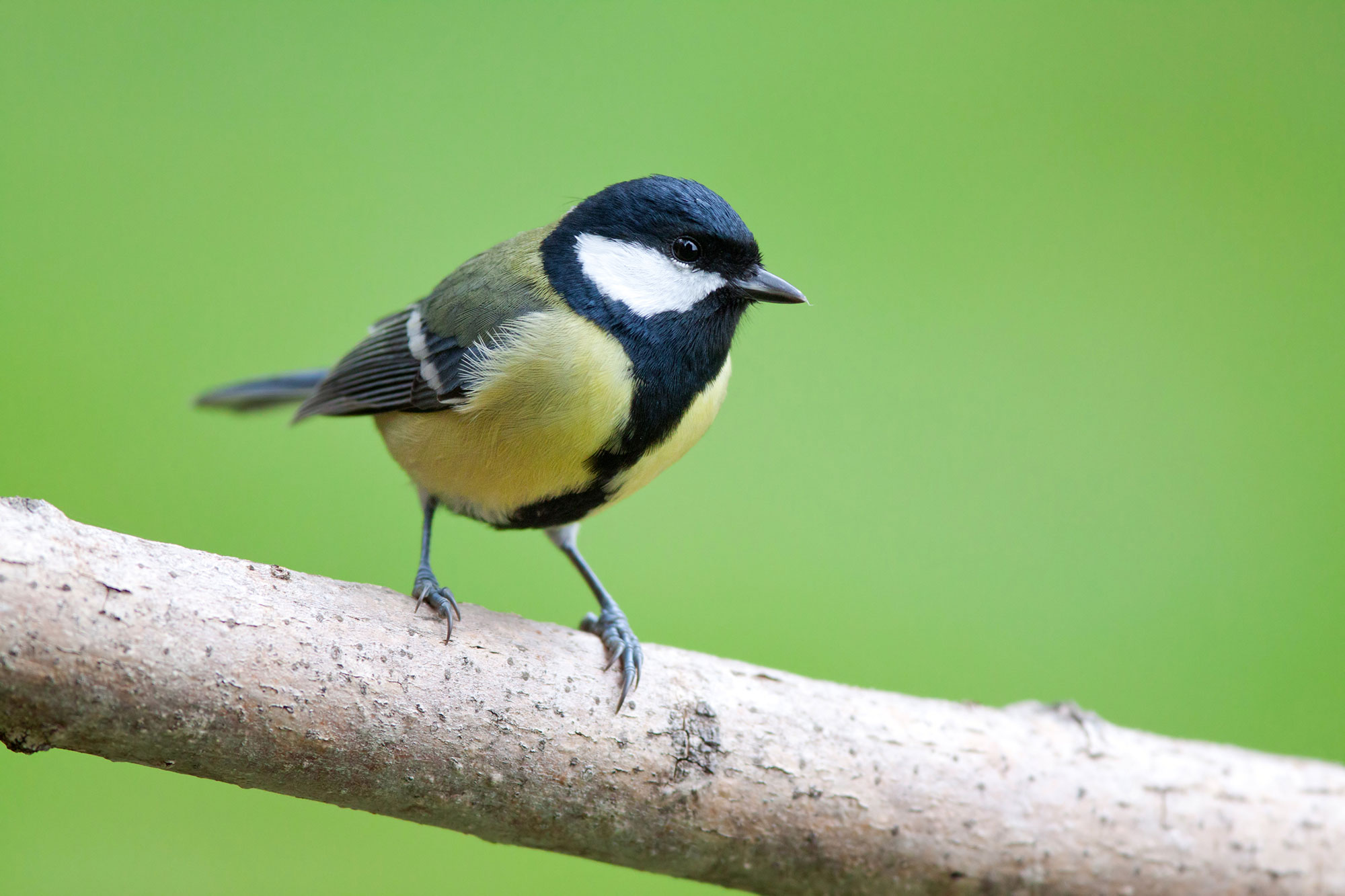 Leicht Verwechselbar Meisen Lbv Gemeinsam Bayerns Natur Schutzen