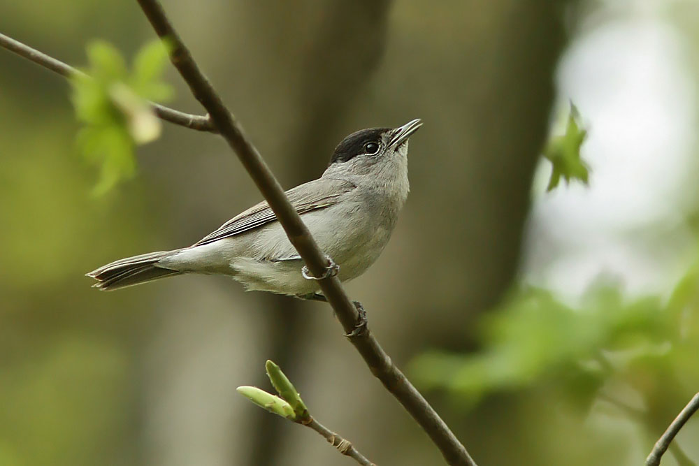 Leicht Verwechselbar Klein Und Braun Lbv Gemeinsam Bayerns Natur Schutzen