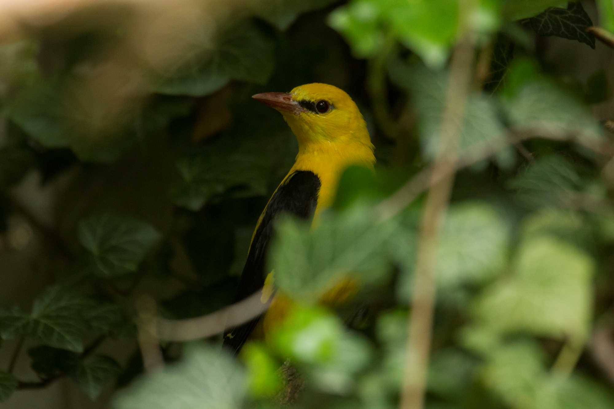 Was ist das für ein Tier - War an meinem Fenster? (Tiere, Insekten, Vögel)