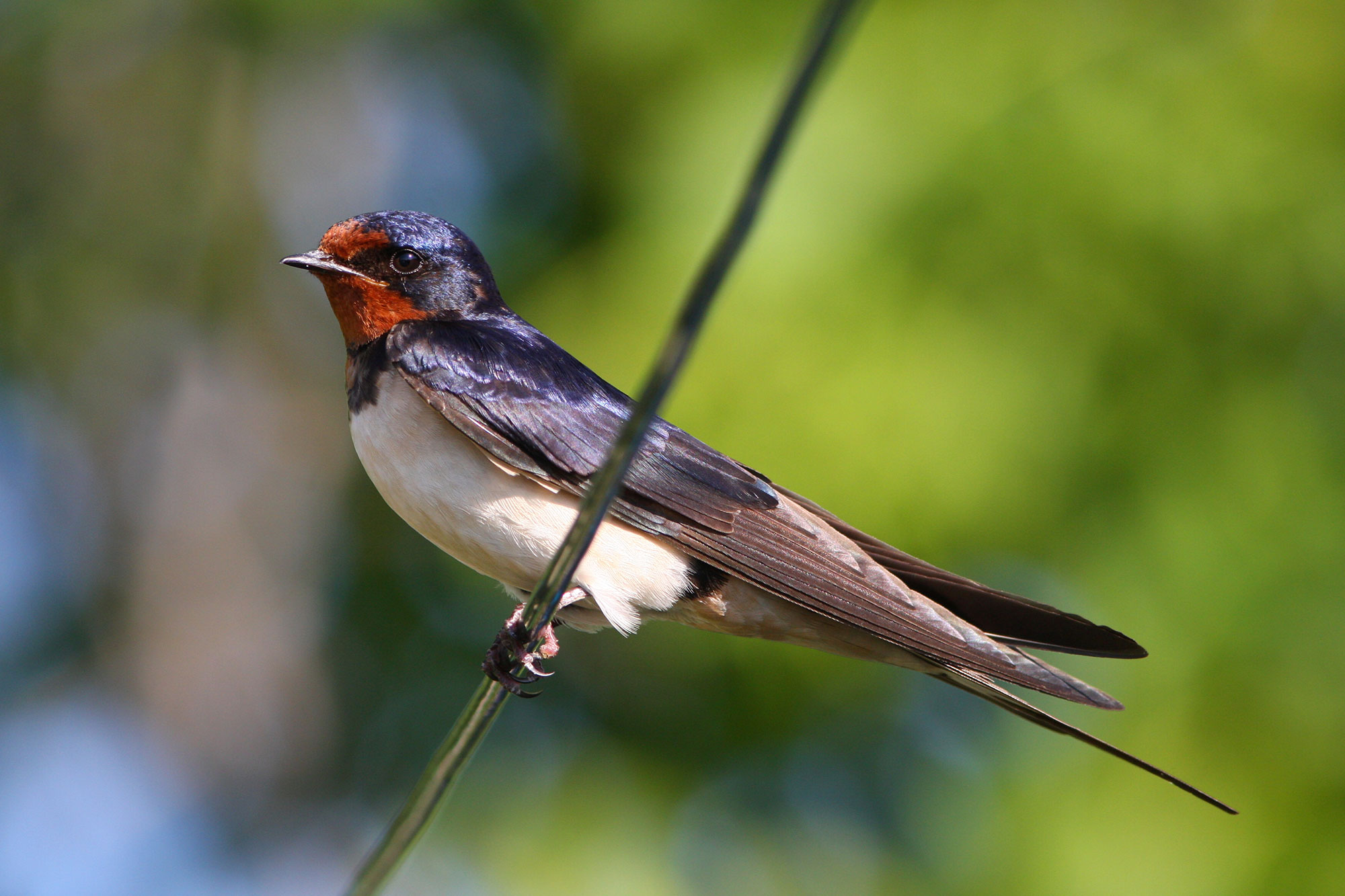 Hirundo-rustica---Rauchschwalbe---Z.Tunka.jpg