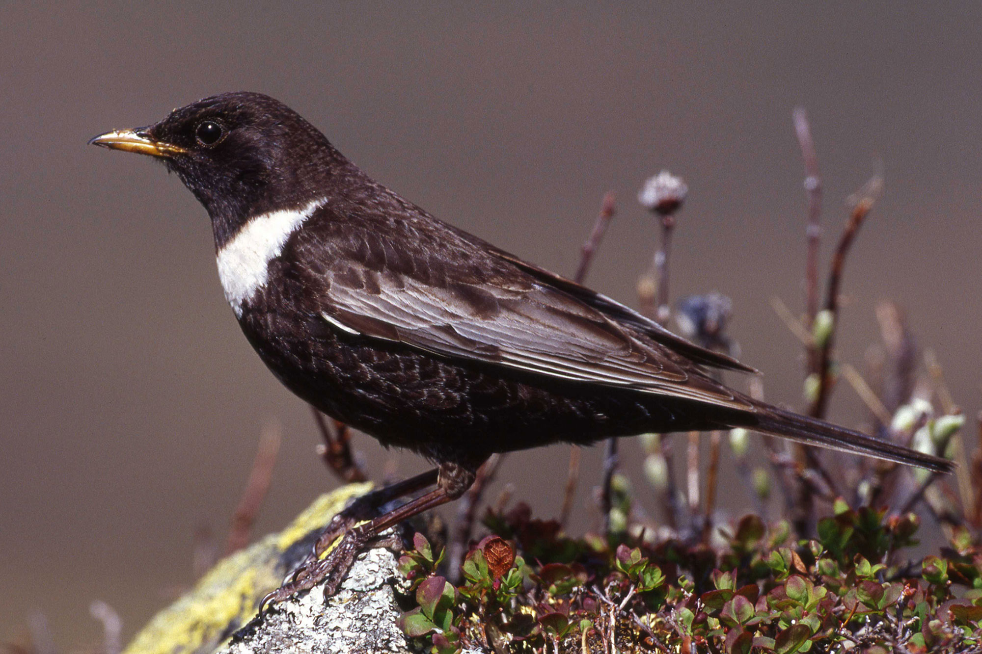 47+ Schwarz weisser kleiner vogel Sammlung