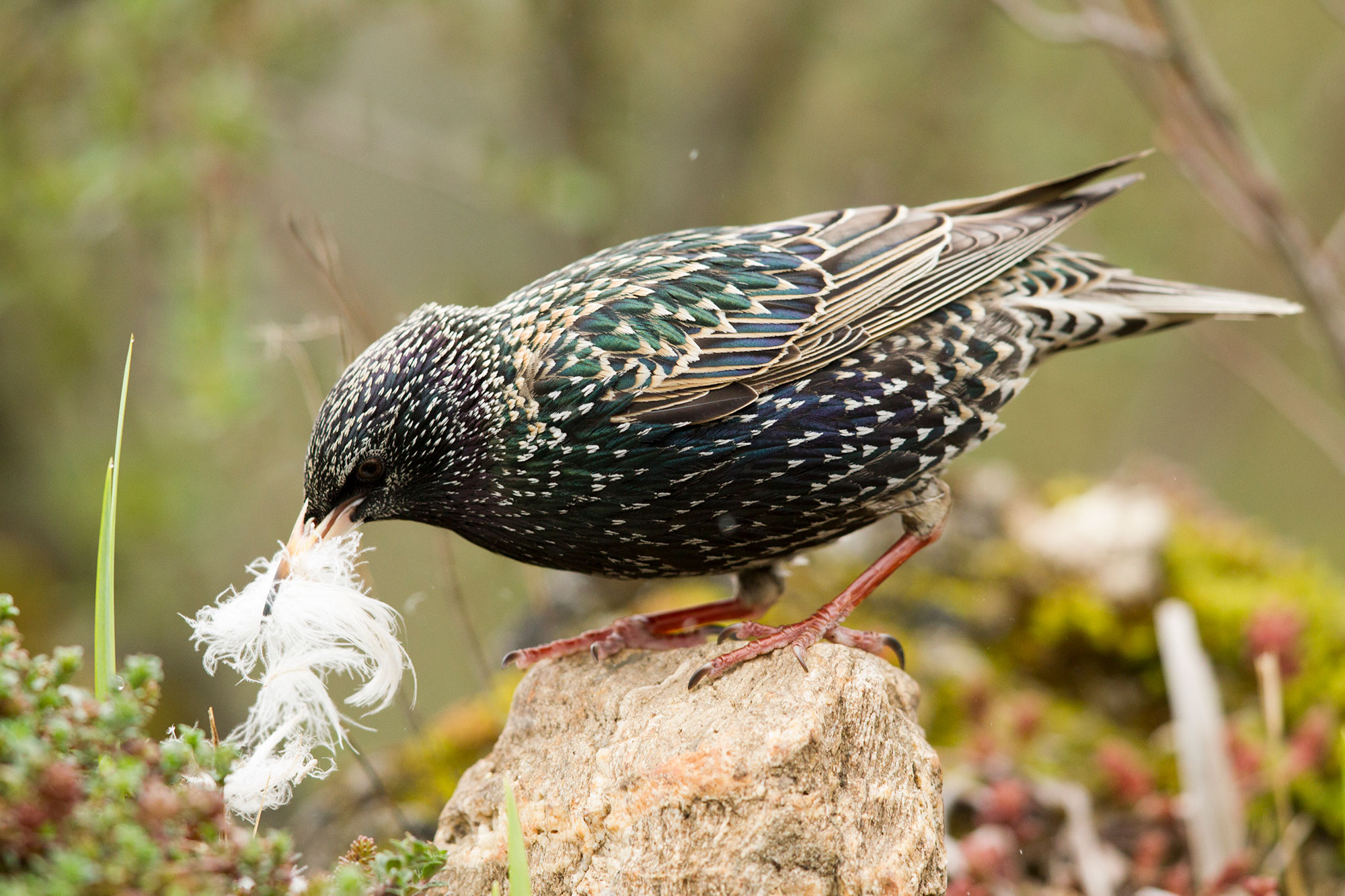 Nistmaterial Im Garten Was Sie Anbieten Konnen Lbv Gemeinsam Bayerns Natur Schutzen