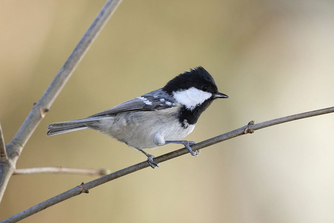 Leicht Verwechselbar Meisen Lbv Gemeinsam Bayerns Natur Schutzen