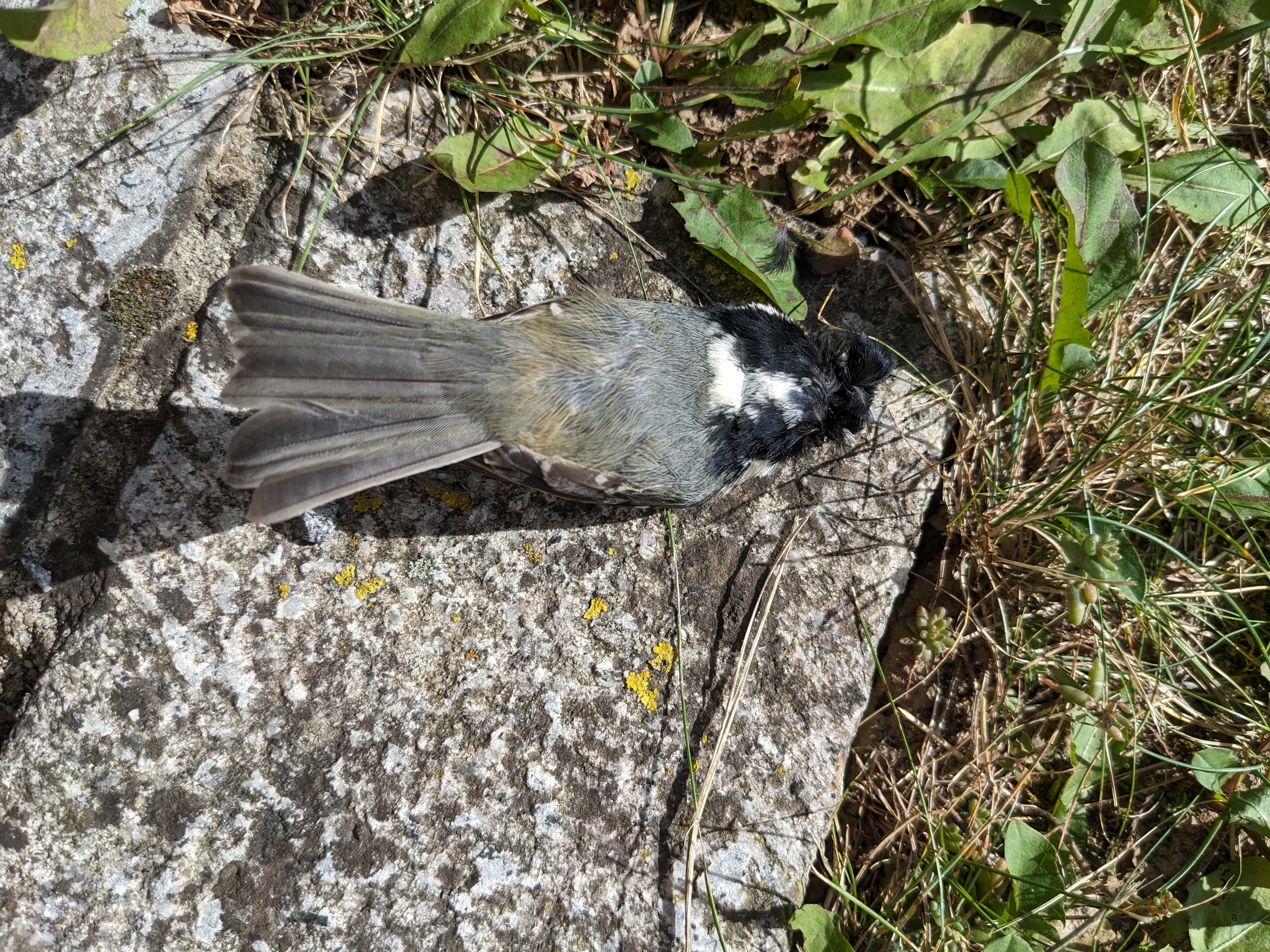 Museum NAWAREUM in Straubing mit der Plakette
