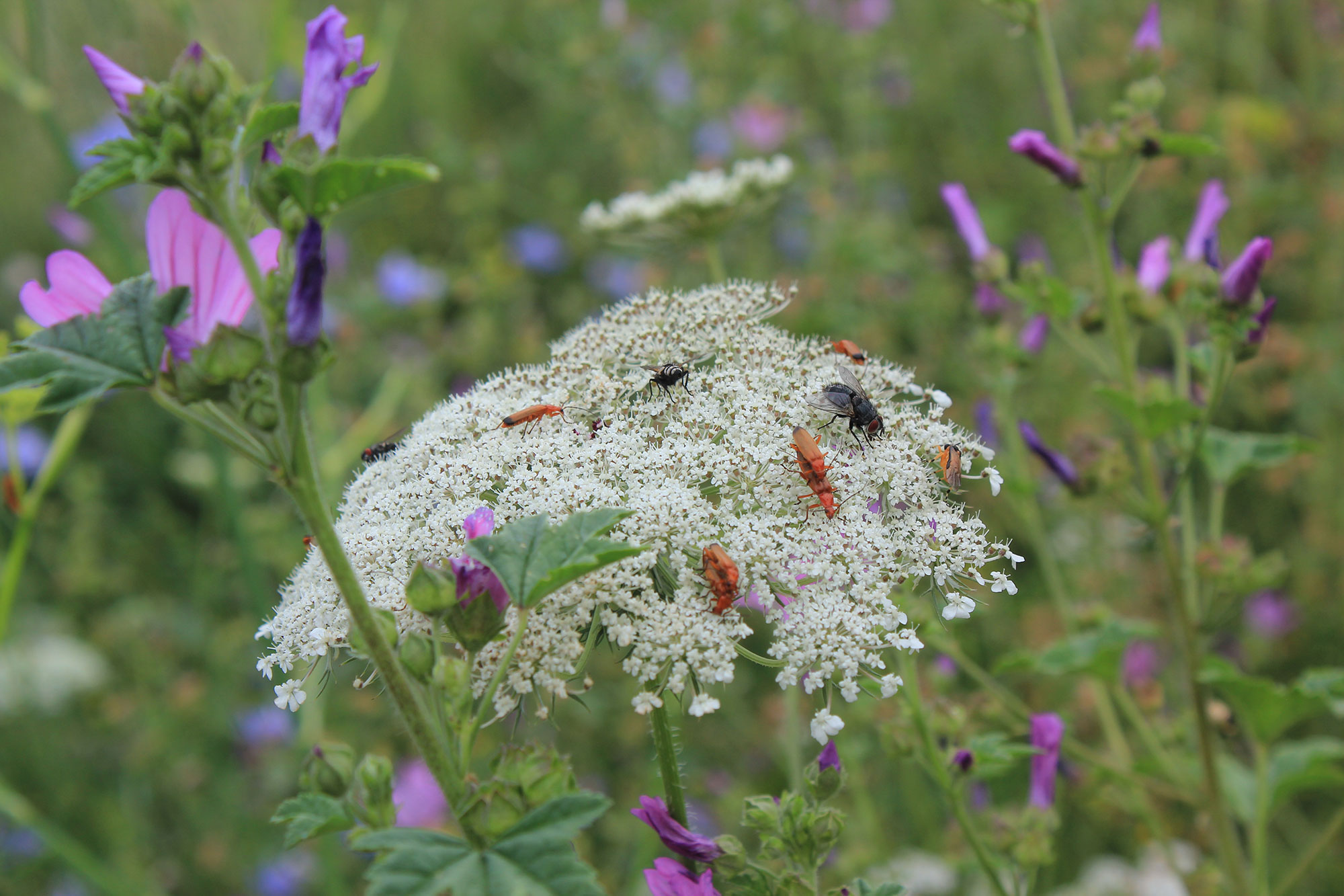 Insekten auf Blumenwiese | © Werner Kuhn