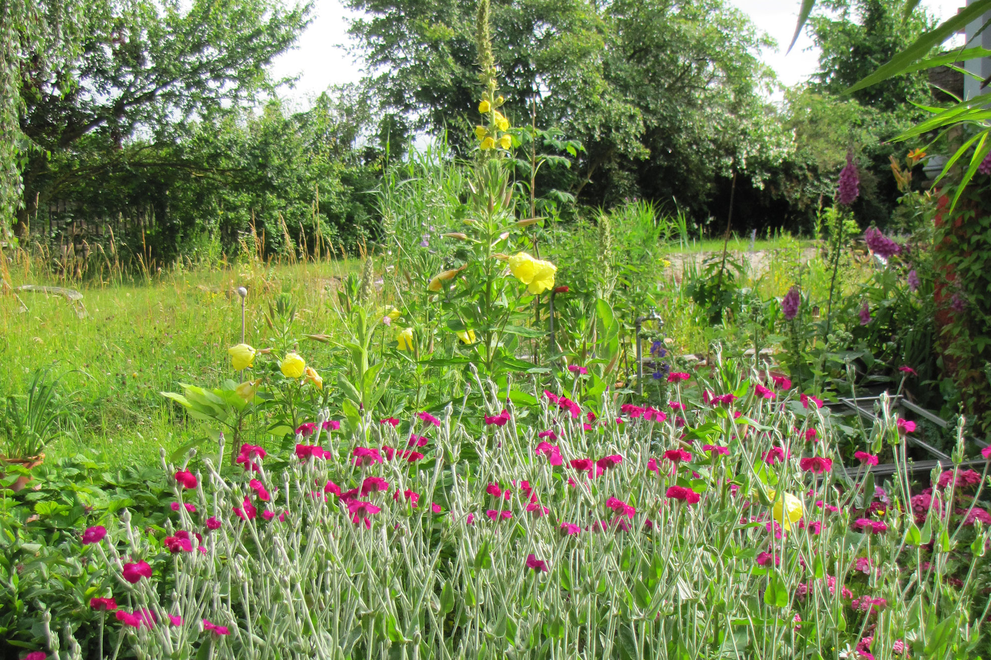 Naturnaher Garten | © Birgit Helbig