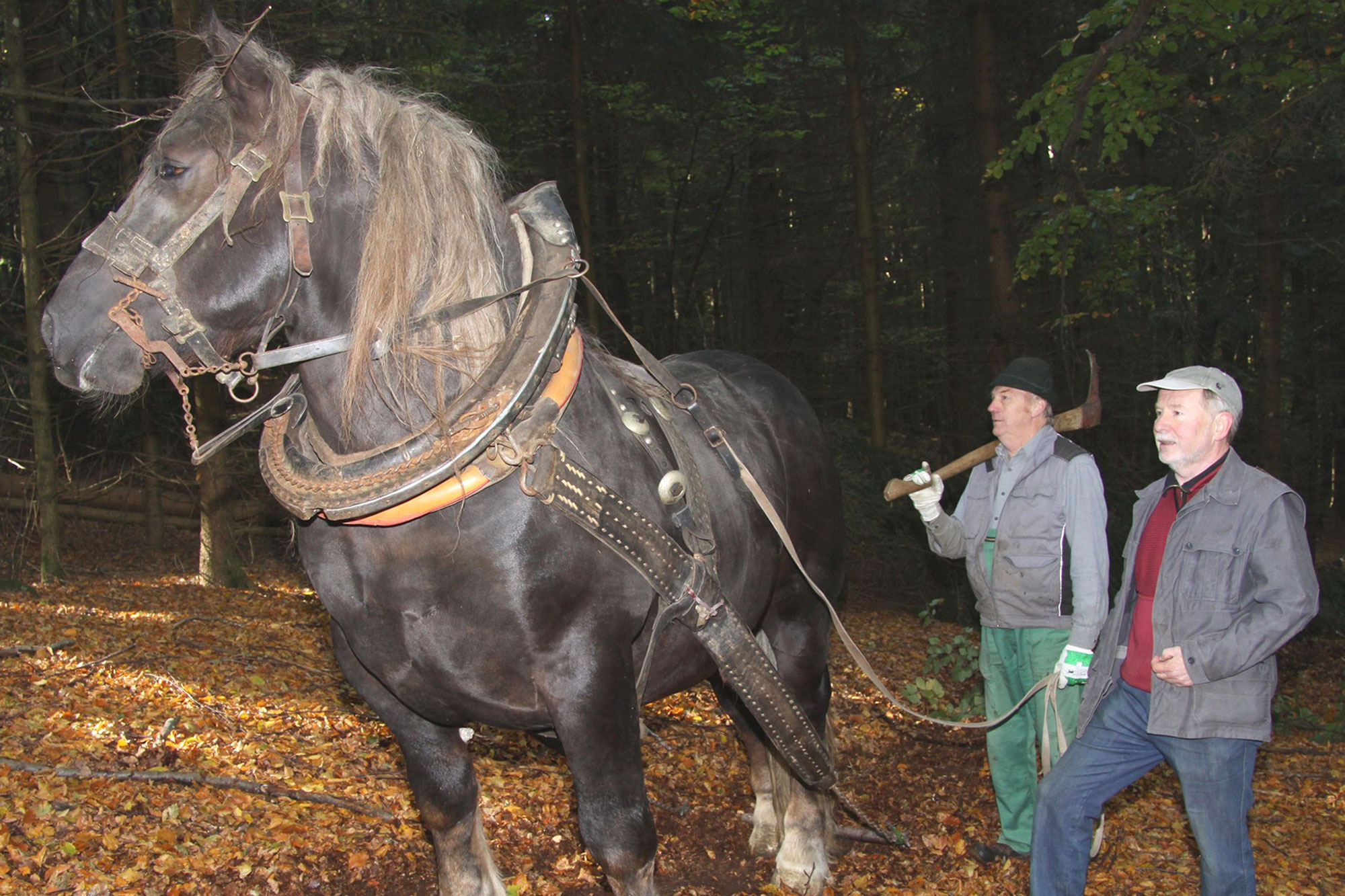 Hengst "Bubi" mit Besitzer Alfons Stiegelbauer | © lbv