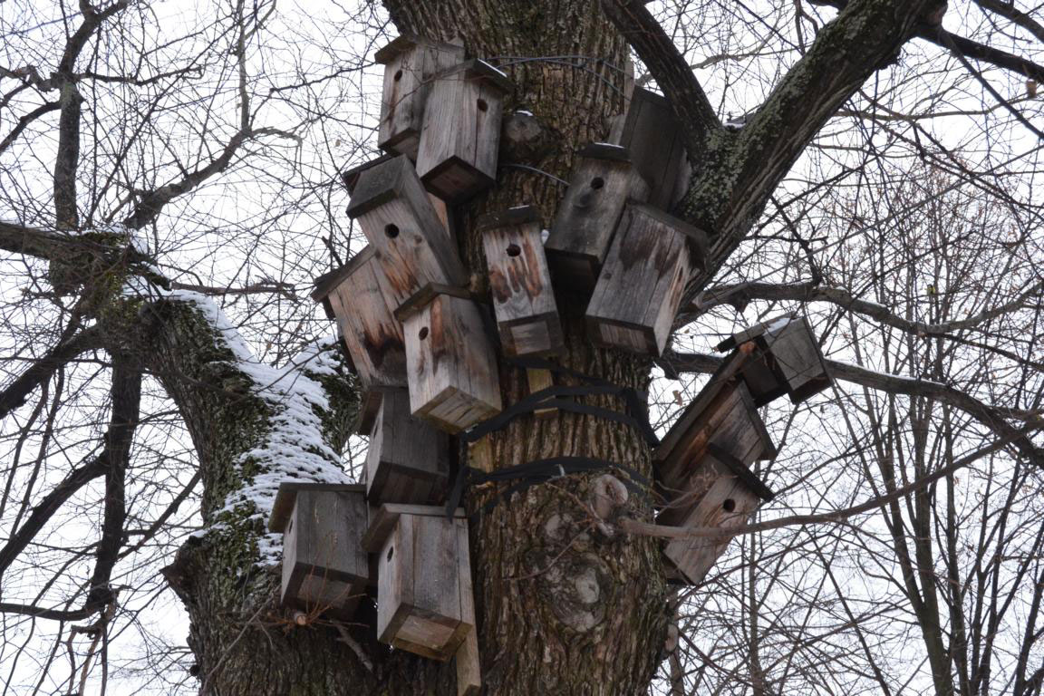 Nistkasten Lbv Gemeinsam Bayerns Natur Schutzen Lbv