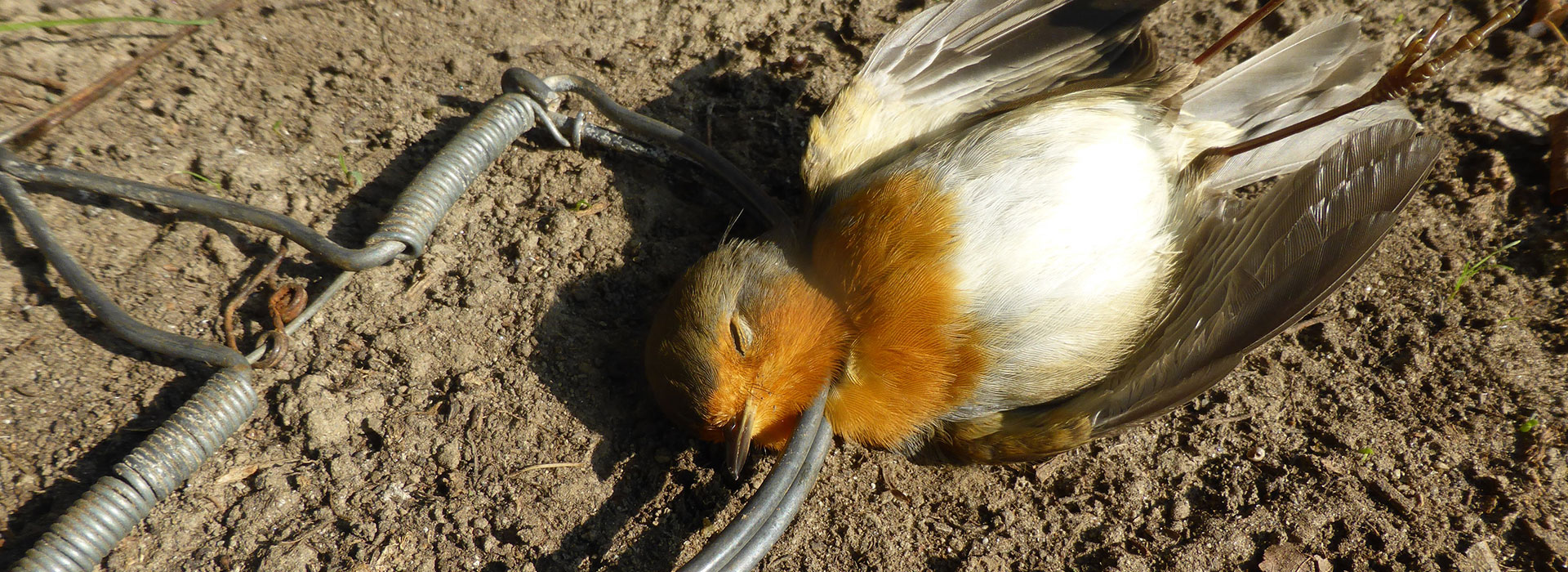 Rotkehlchen in einer Schlagfalle | © Komitee gegen den Vogelmord