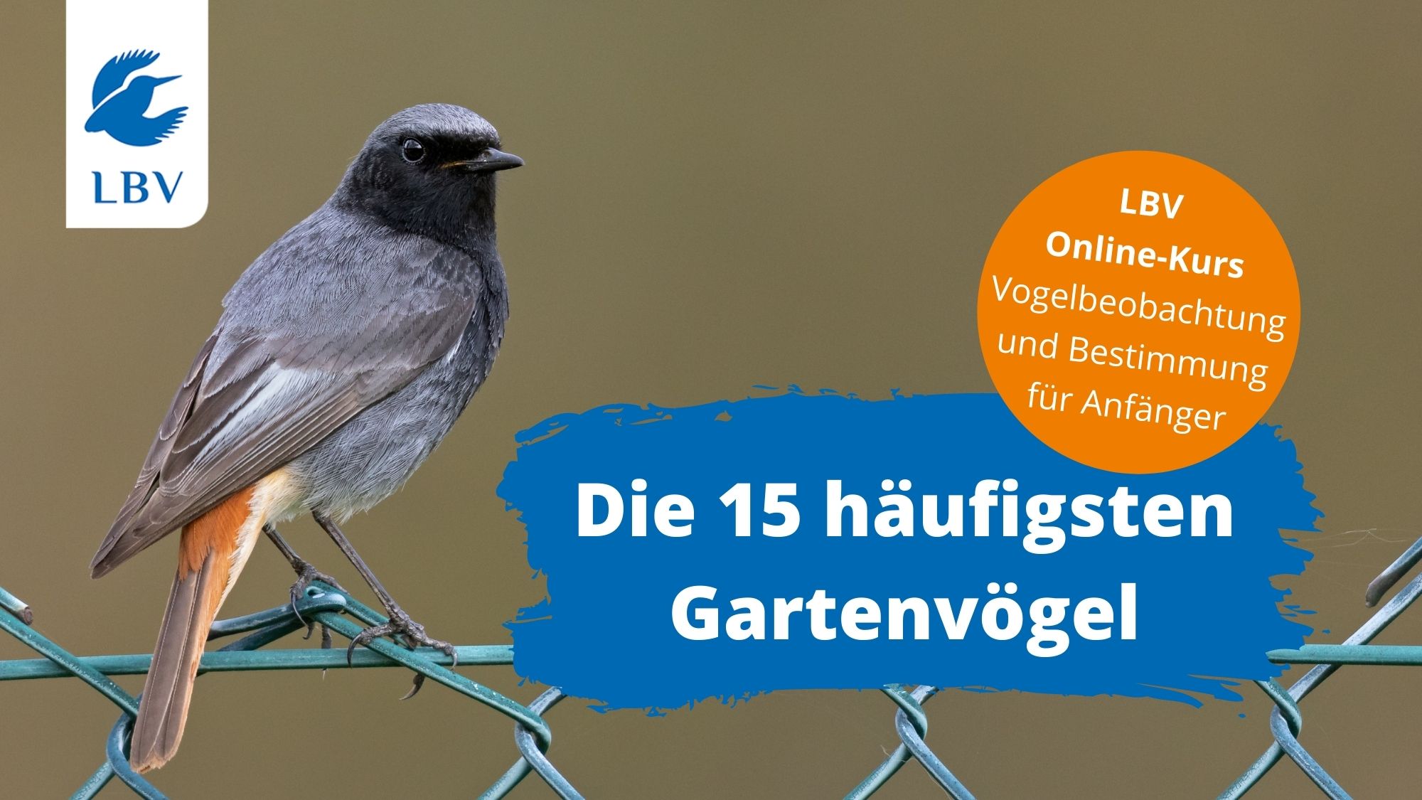 Startseite Online-Kurs Gartenvögel Hausrotschwanz