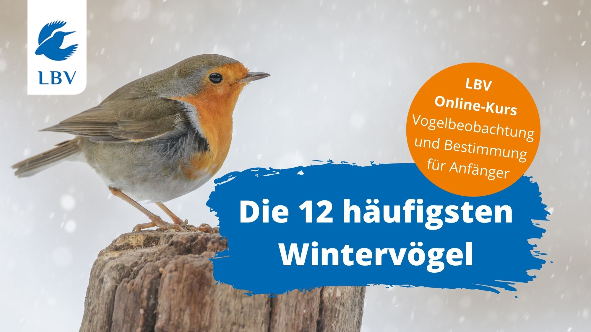 Startseite Online-Kurs Wintervögel Rotkehlchen