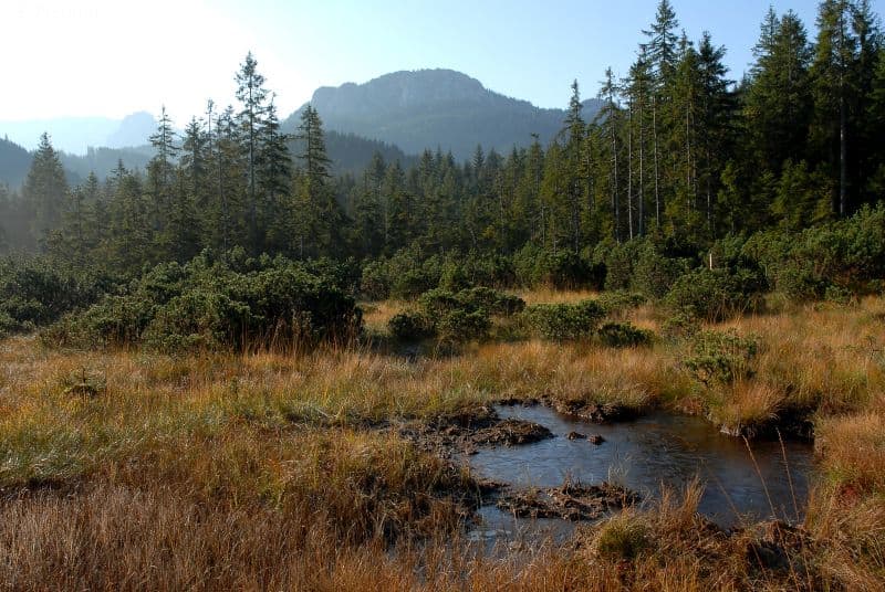 Hochmoor_Ammergebirge | © Dr. Eberhard Pfeuffer