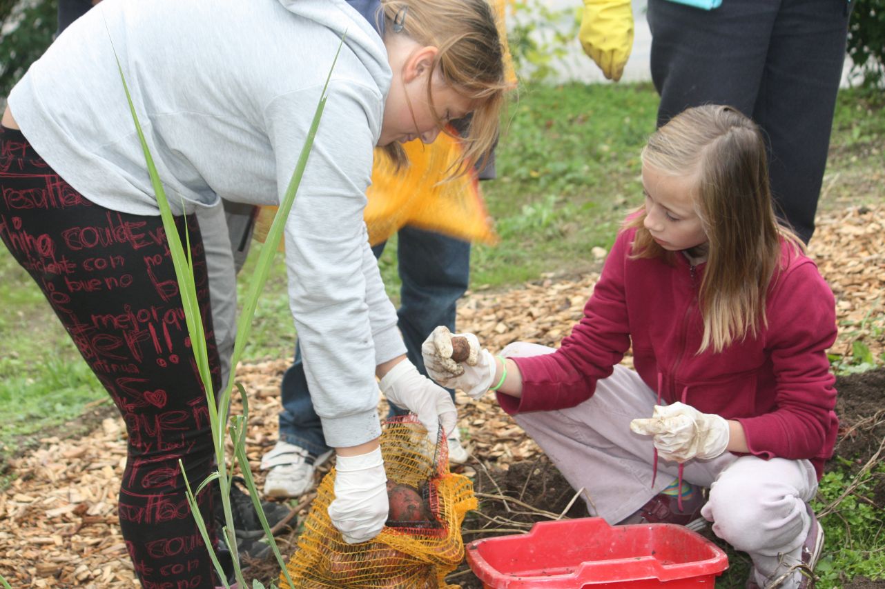 Schulgarten-Wettbewerb 2016 Mittelschule Ensdorf Kartoffeln | © Mittelschule Ensdorf