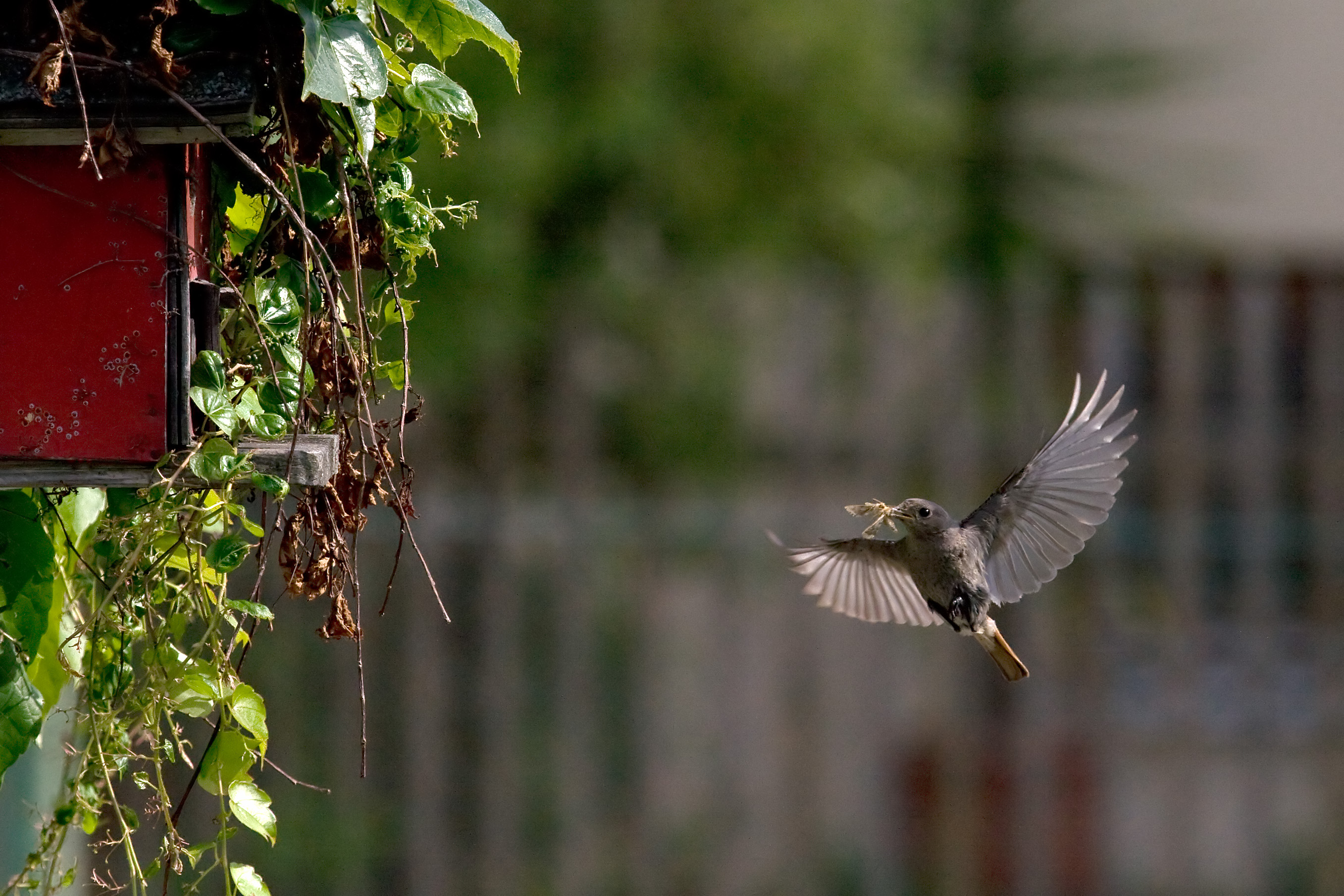 Hausrotschwanz im Flug  | © Erich Obster