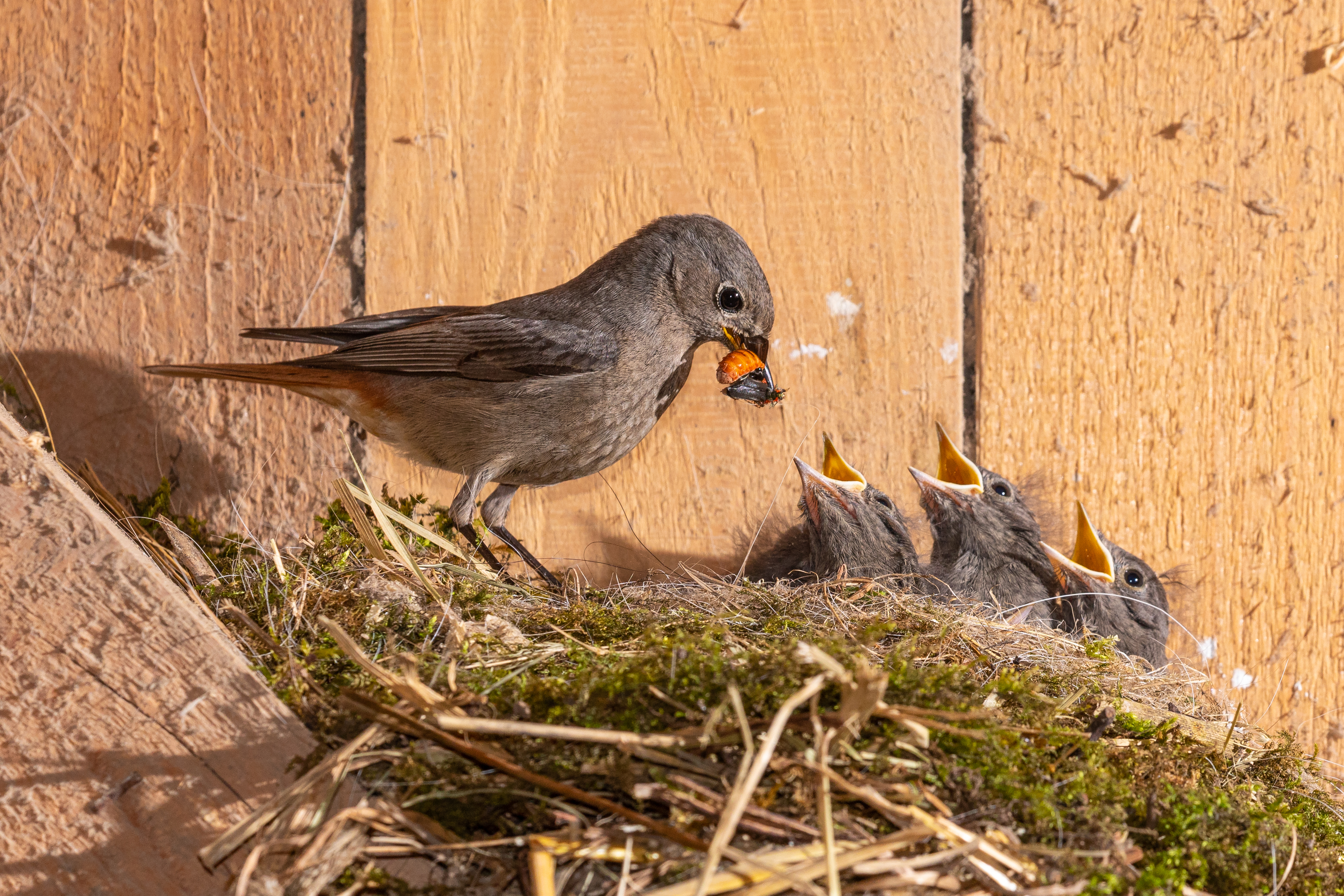 Hausrotschwanz Nest | © Andreas Hartl
