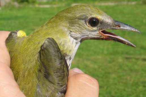 Pirol in der Hand gehalten | © LBV