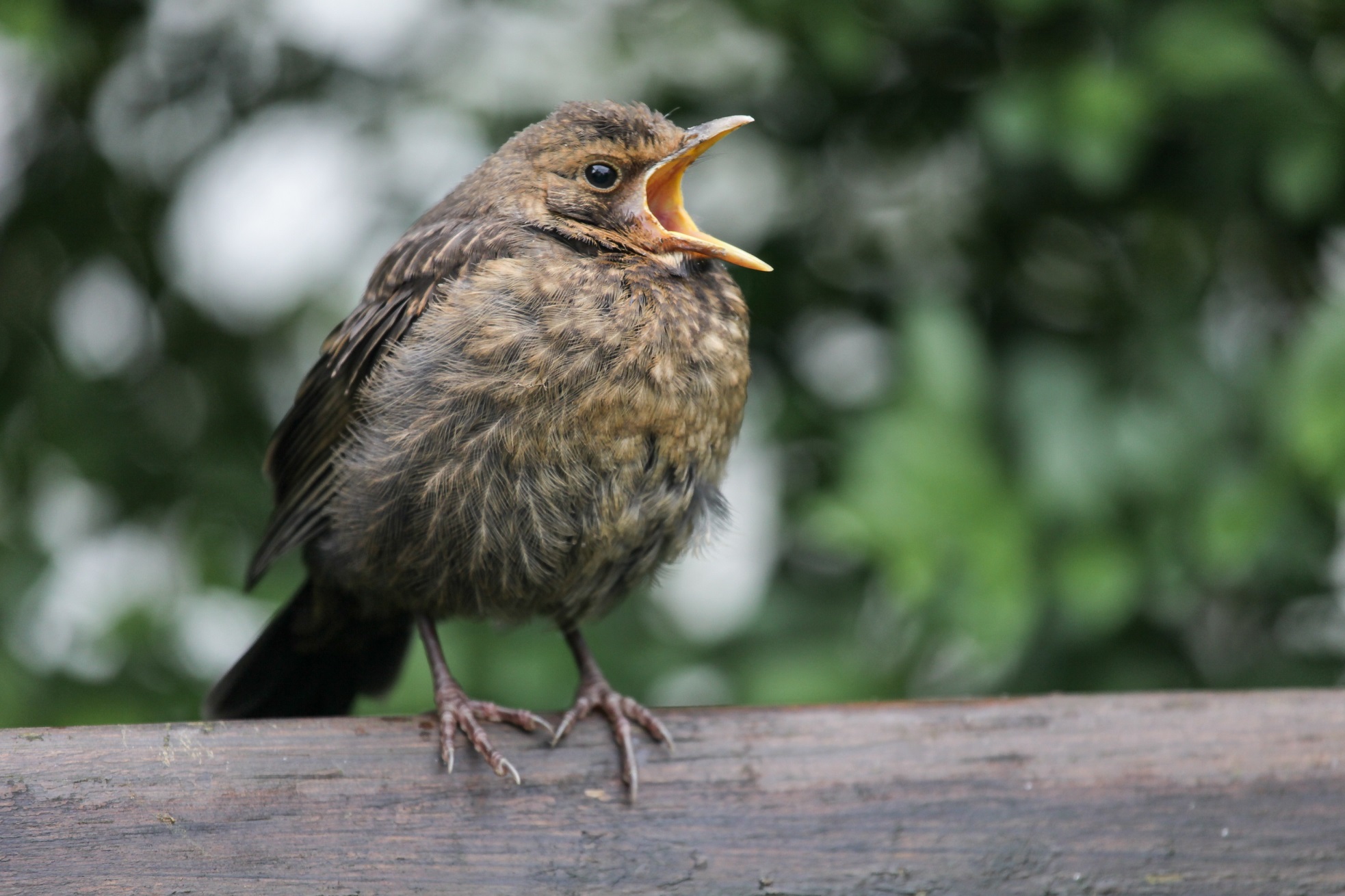 Junge Amsel | © Ralph Sturm