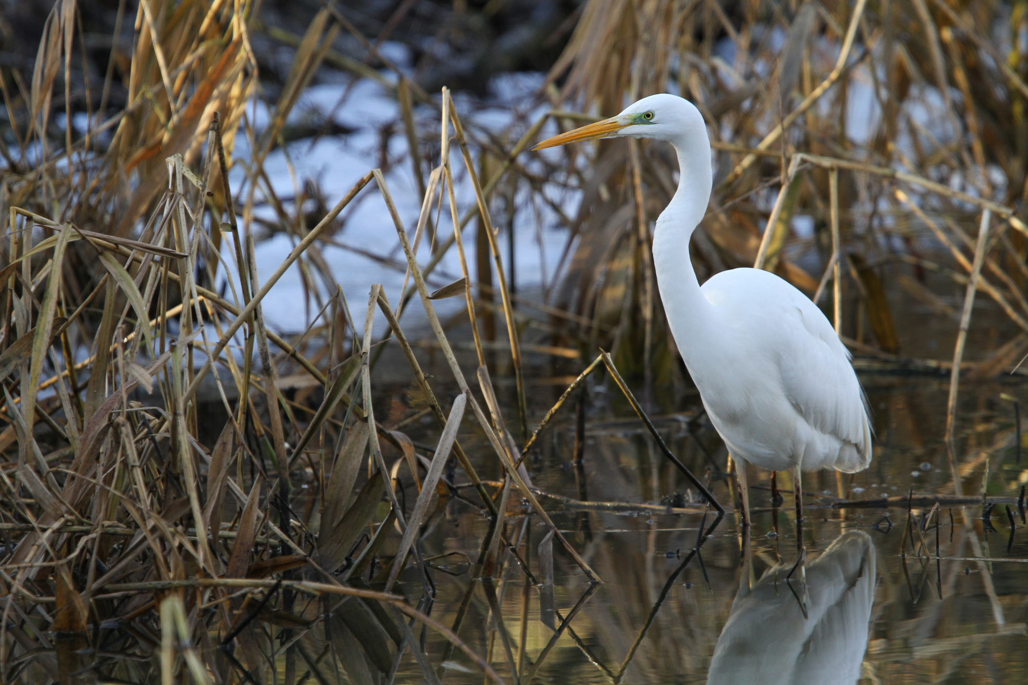 Silberreiher im Schilf | © Moning Dr. Christoph