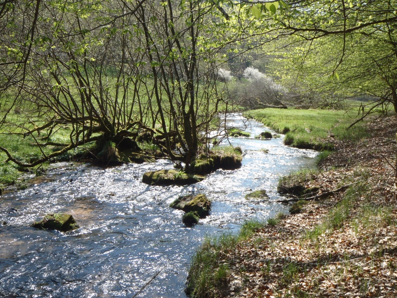 Naturnaher Bach| © Maximilian Sehr