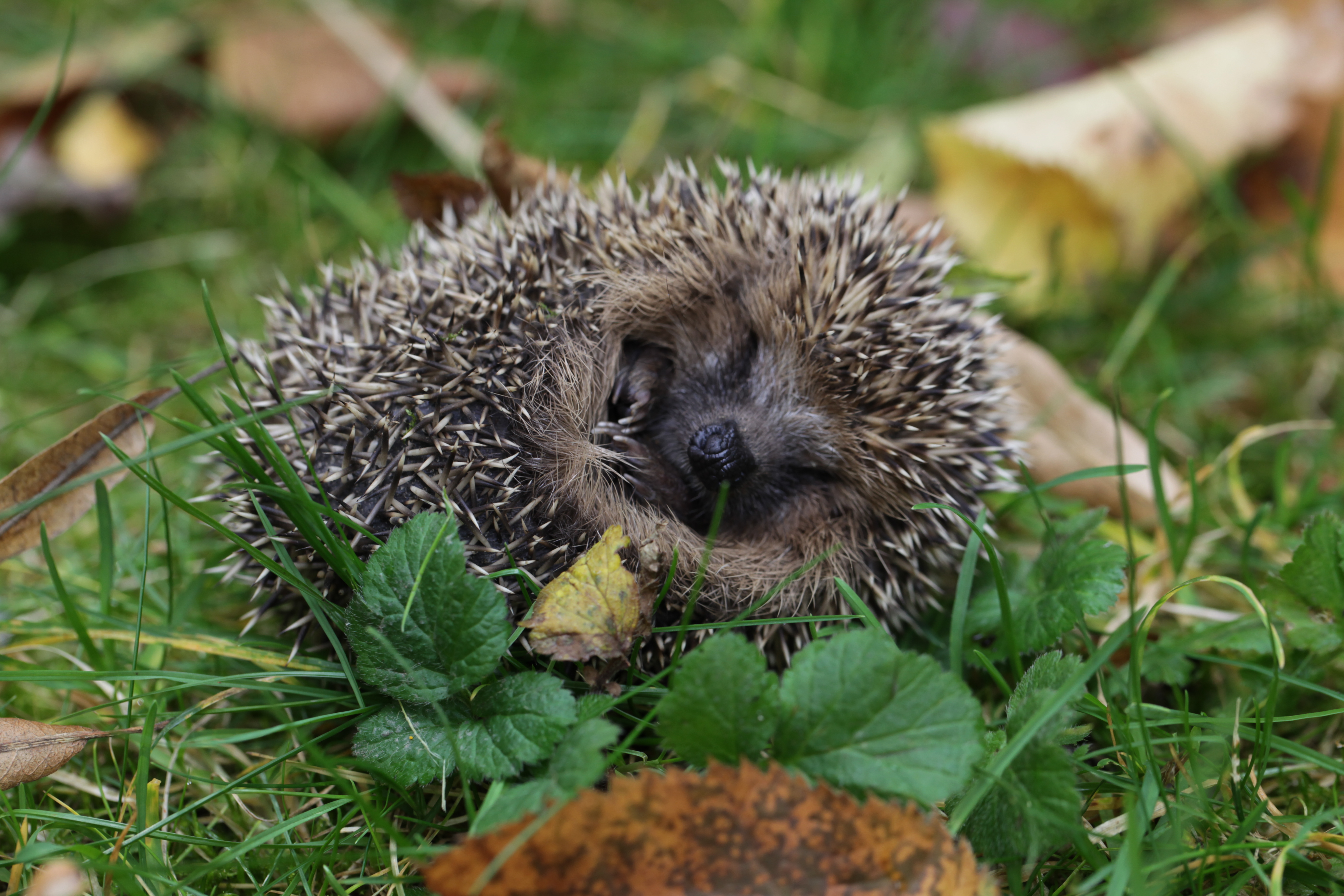 Eingerollter Igel | © Ralph Sturm