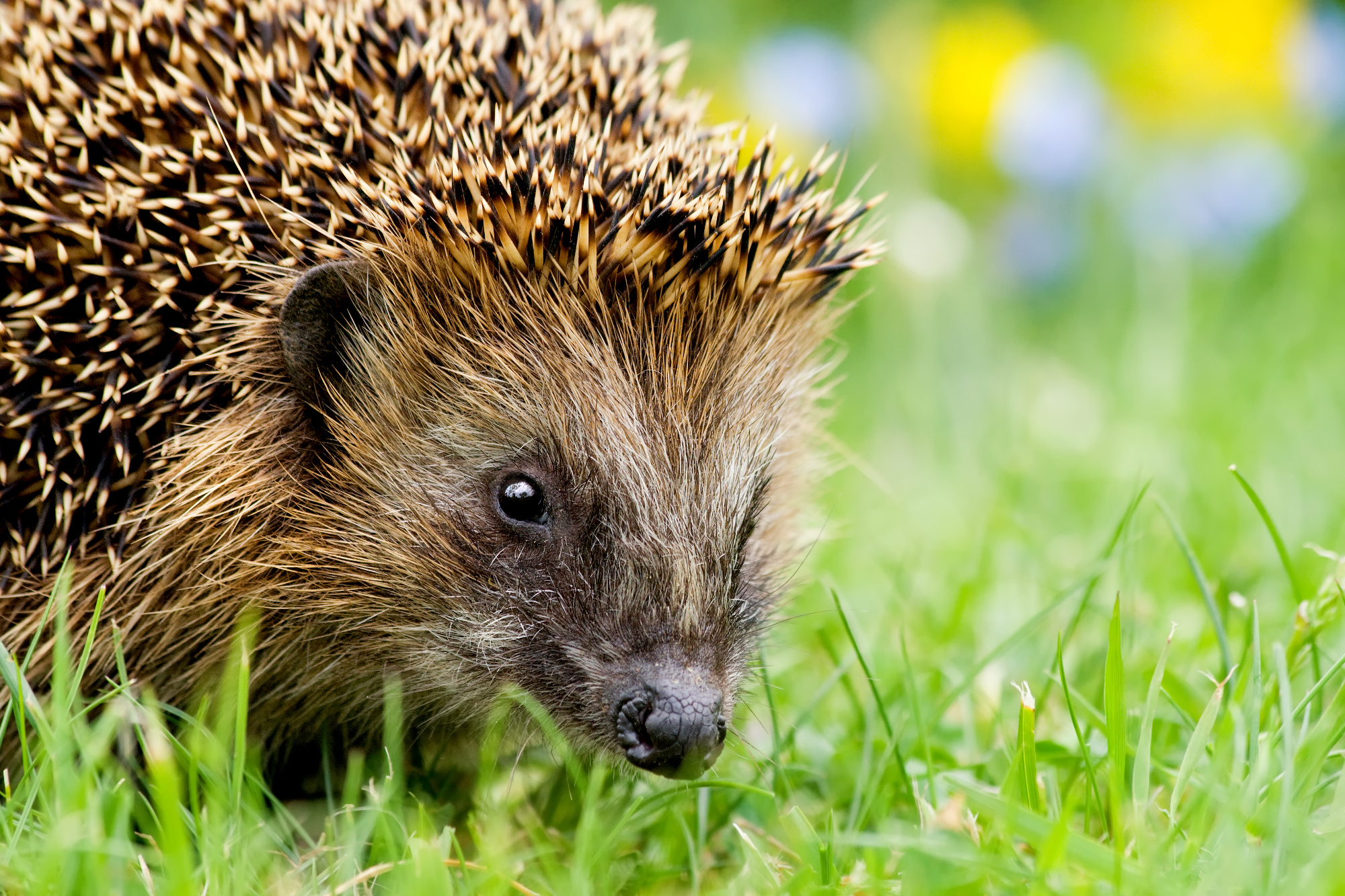 Igel | © Andreas Giessler