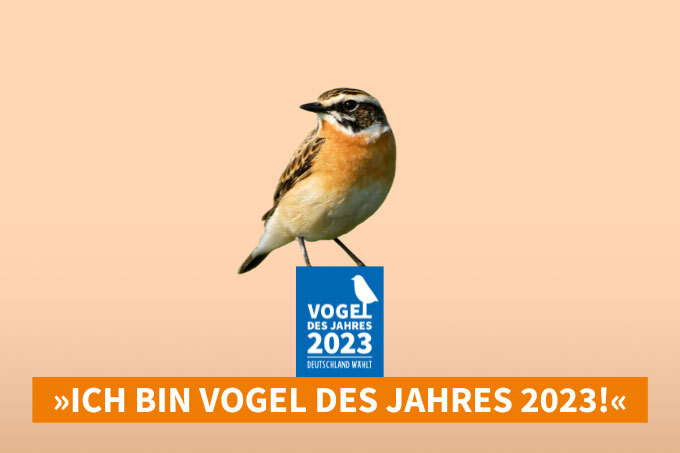 Braunkehlchen Vogel des Jahres 2023 | © NABU