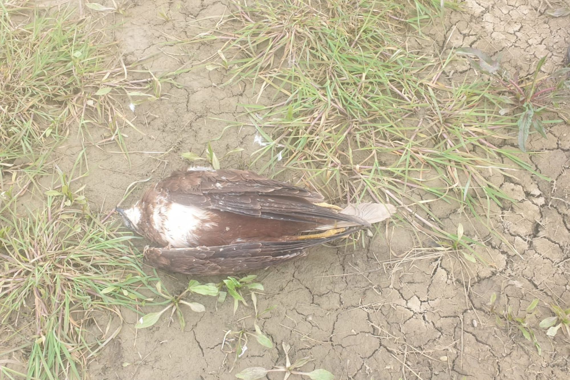 17 Vergiftete Greifvögel In Simbach: Was Wurde Bei Der Durchsuchung Gefunden? - l7bgard