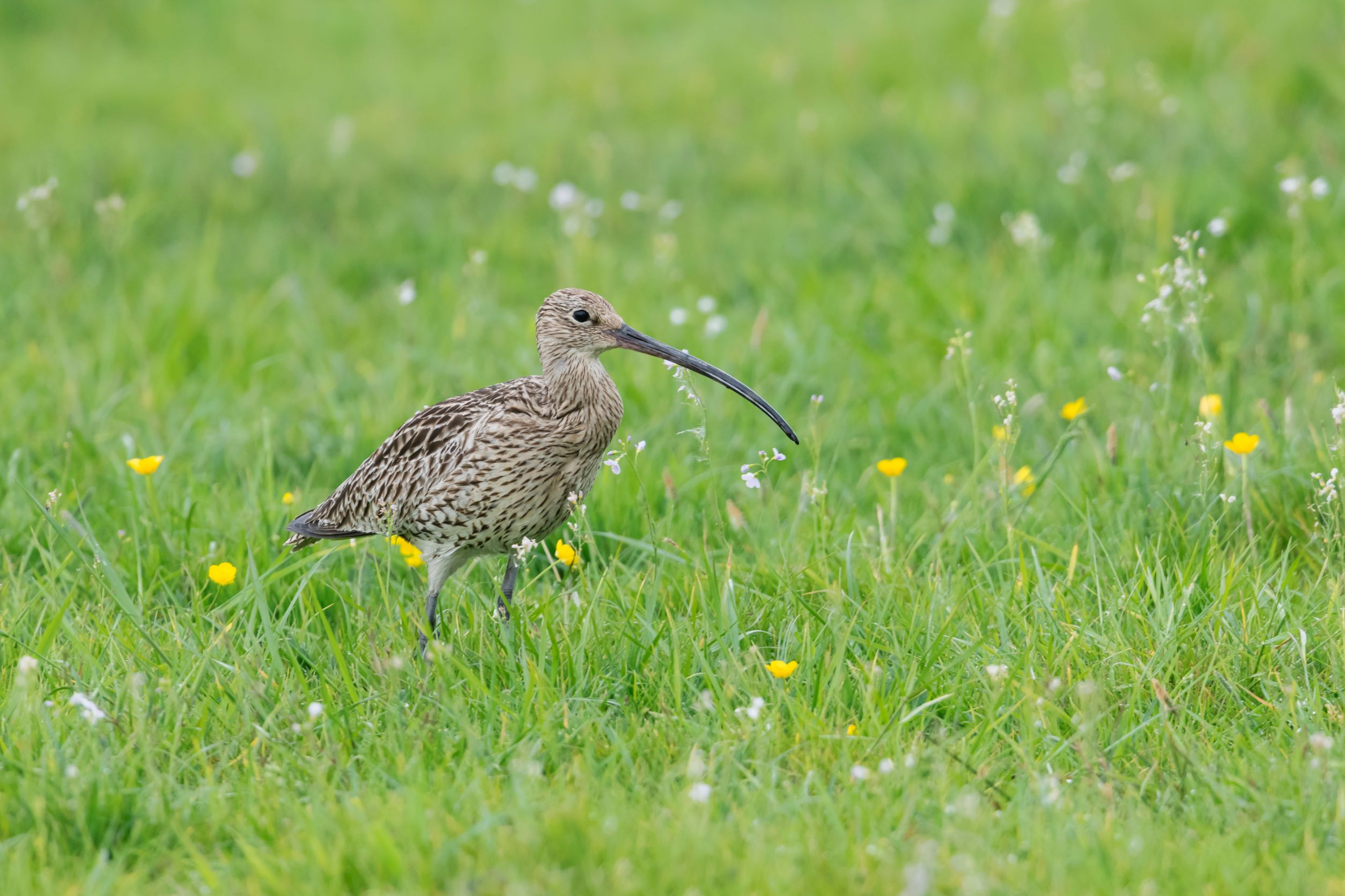 Großer Brachvogel | © Christoph Bosch