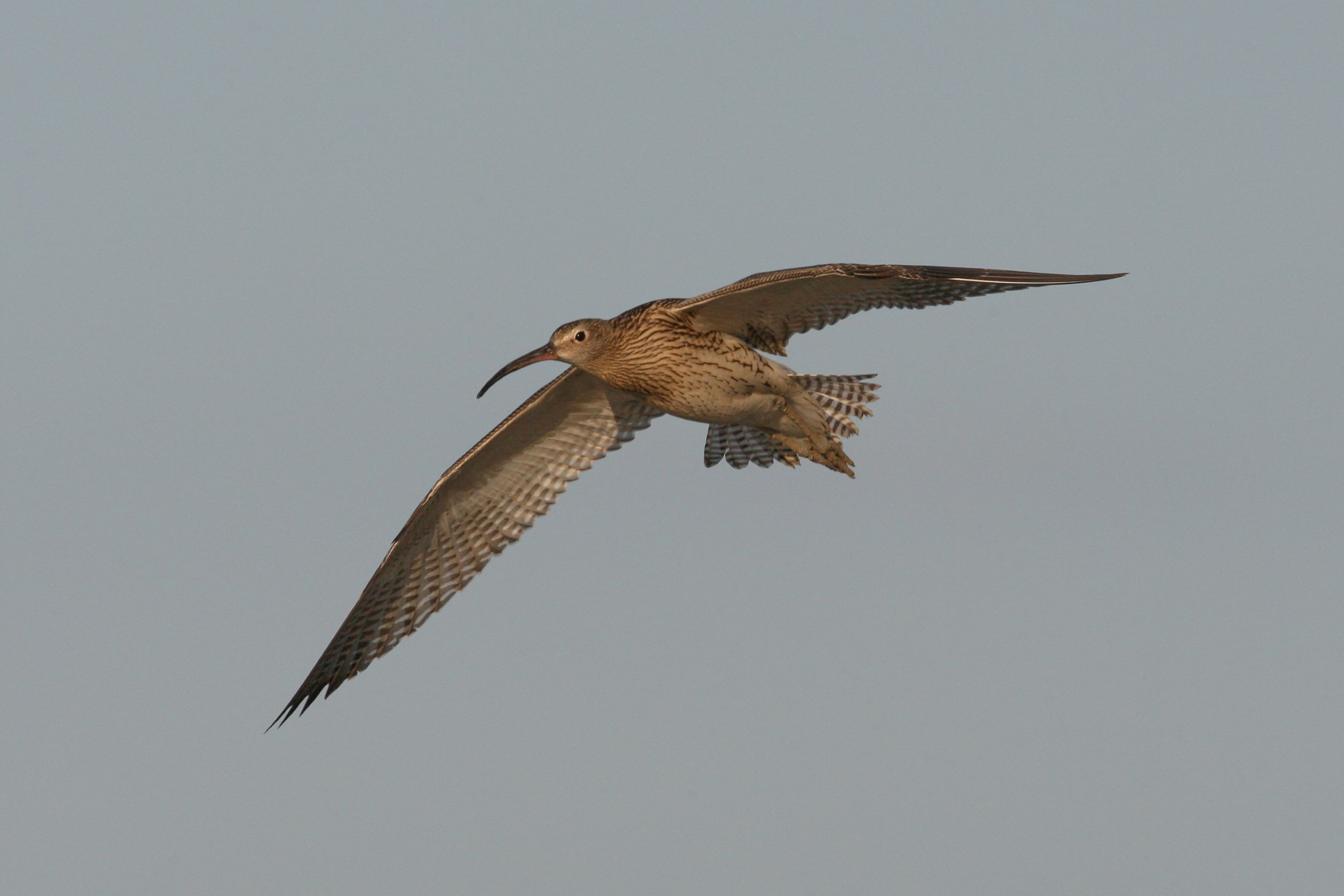 Brachvogel im Flug  | © Tunka Zdenek